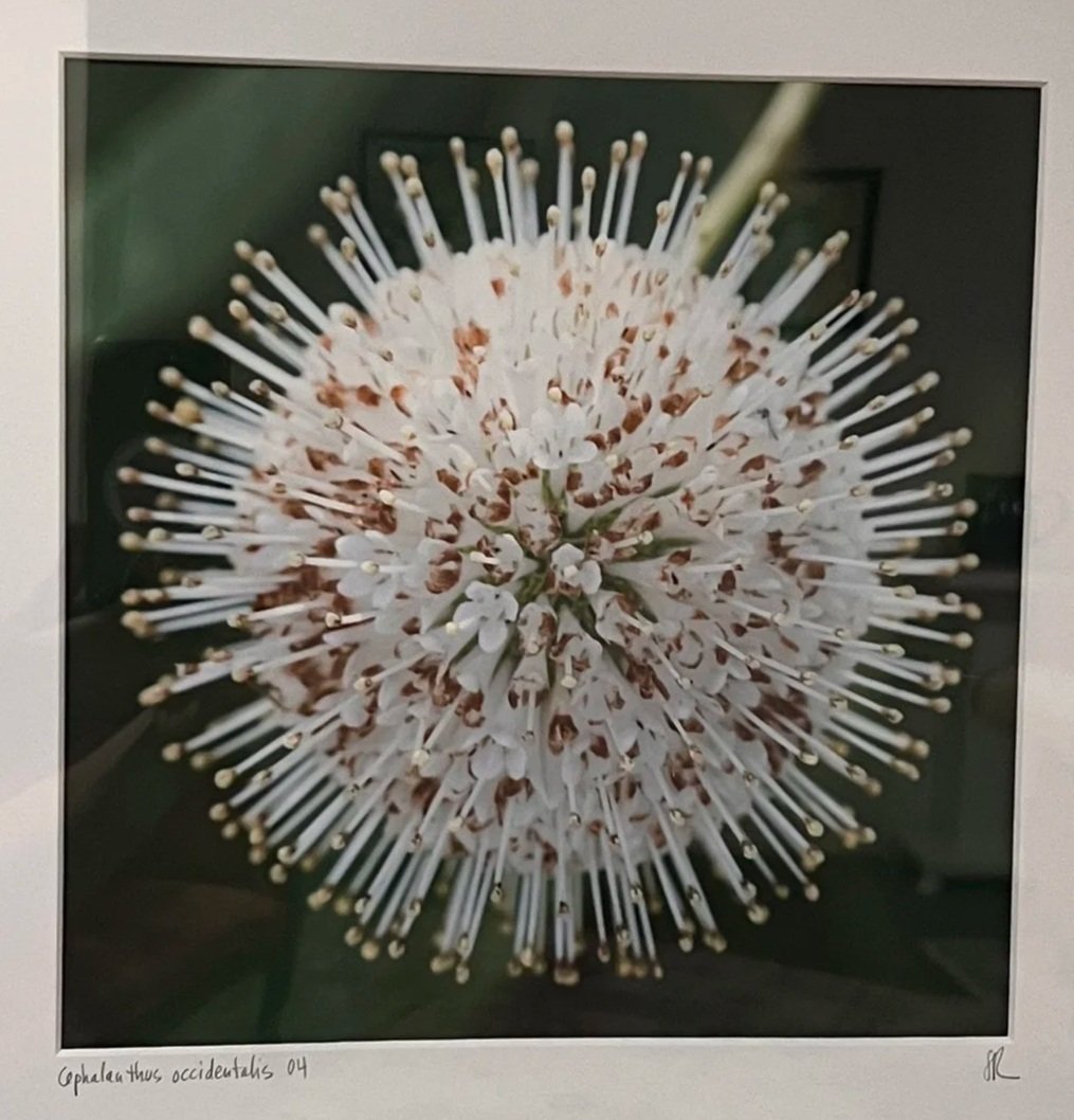 Stephanie Ressel - Cephalanthos Occidentalis