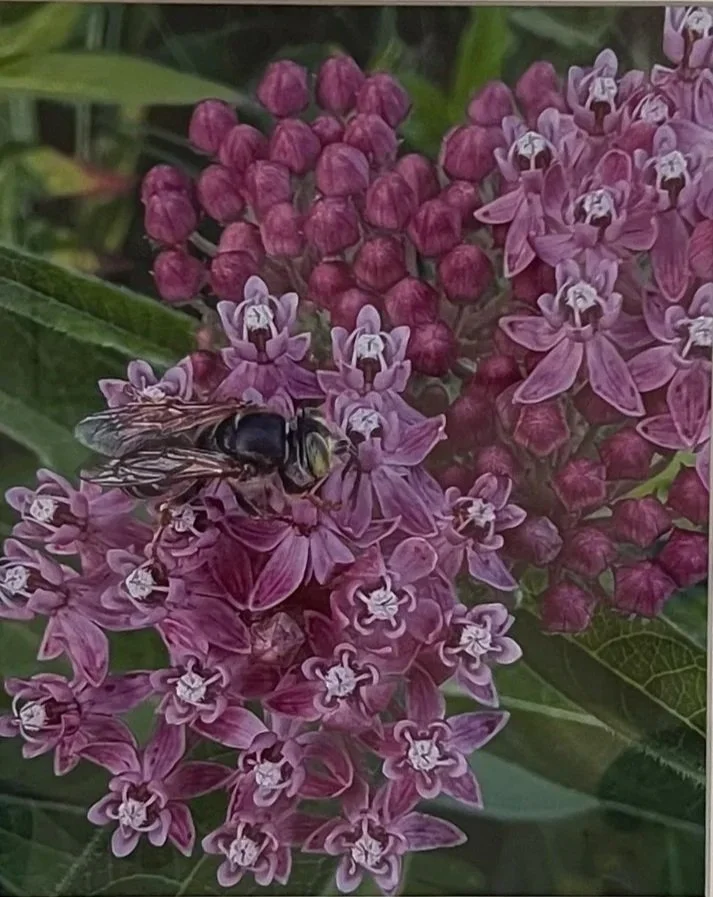 Gordon Larrivee - Rose Milkweed