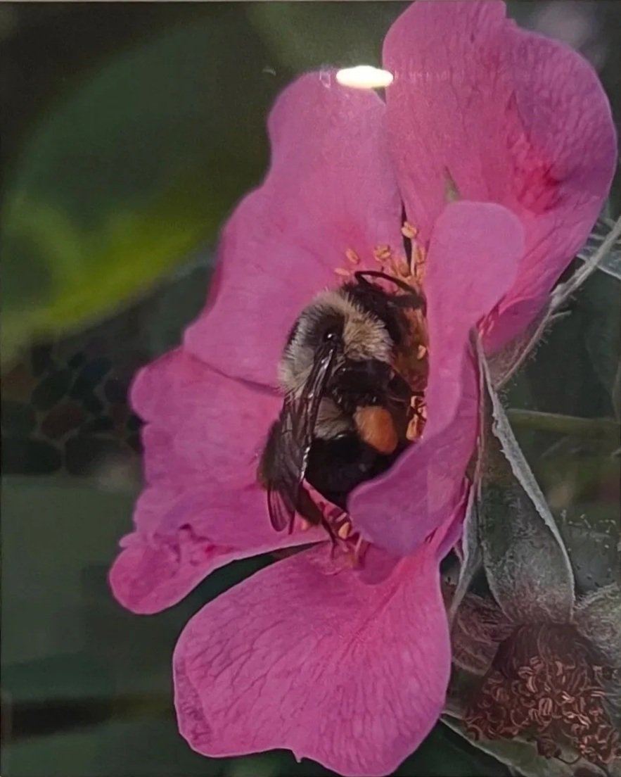 Gordon Larrivee - Roas palustris with Bombus impatiens