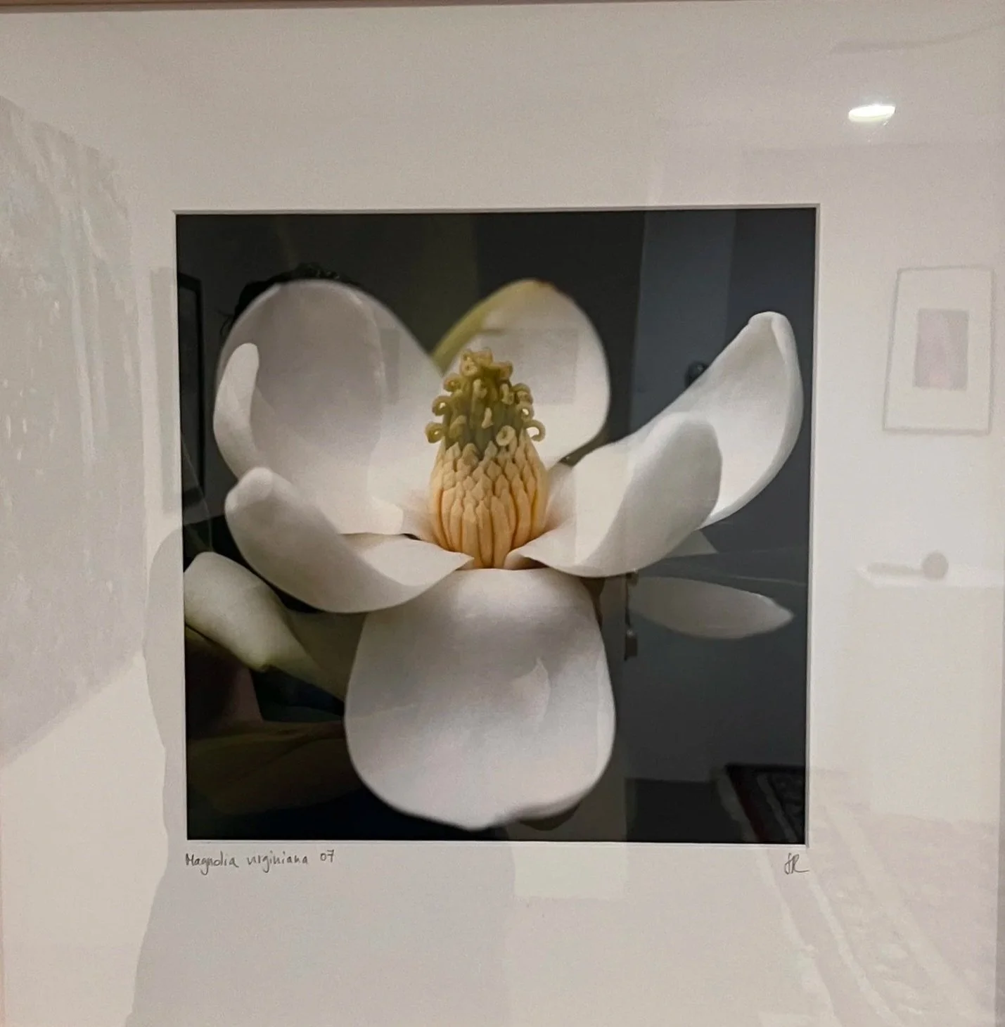 Stephanie Ressel - Magnolia Virginiana