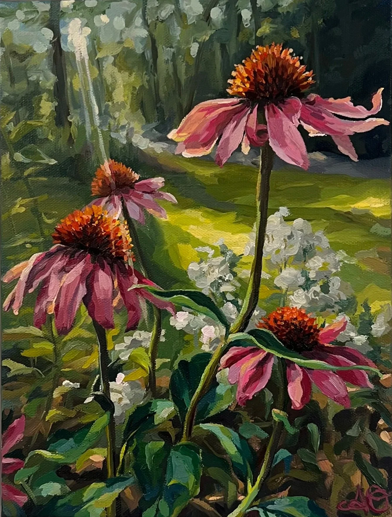 Amanda Oakleaf - Purple Coneflowers in Afternoon Light