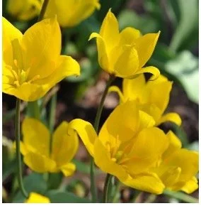 Wild Native Tulip.jpg