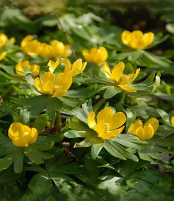 Winter Aconite.png