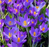 Purple Crocus.png