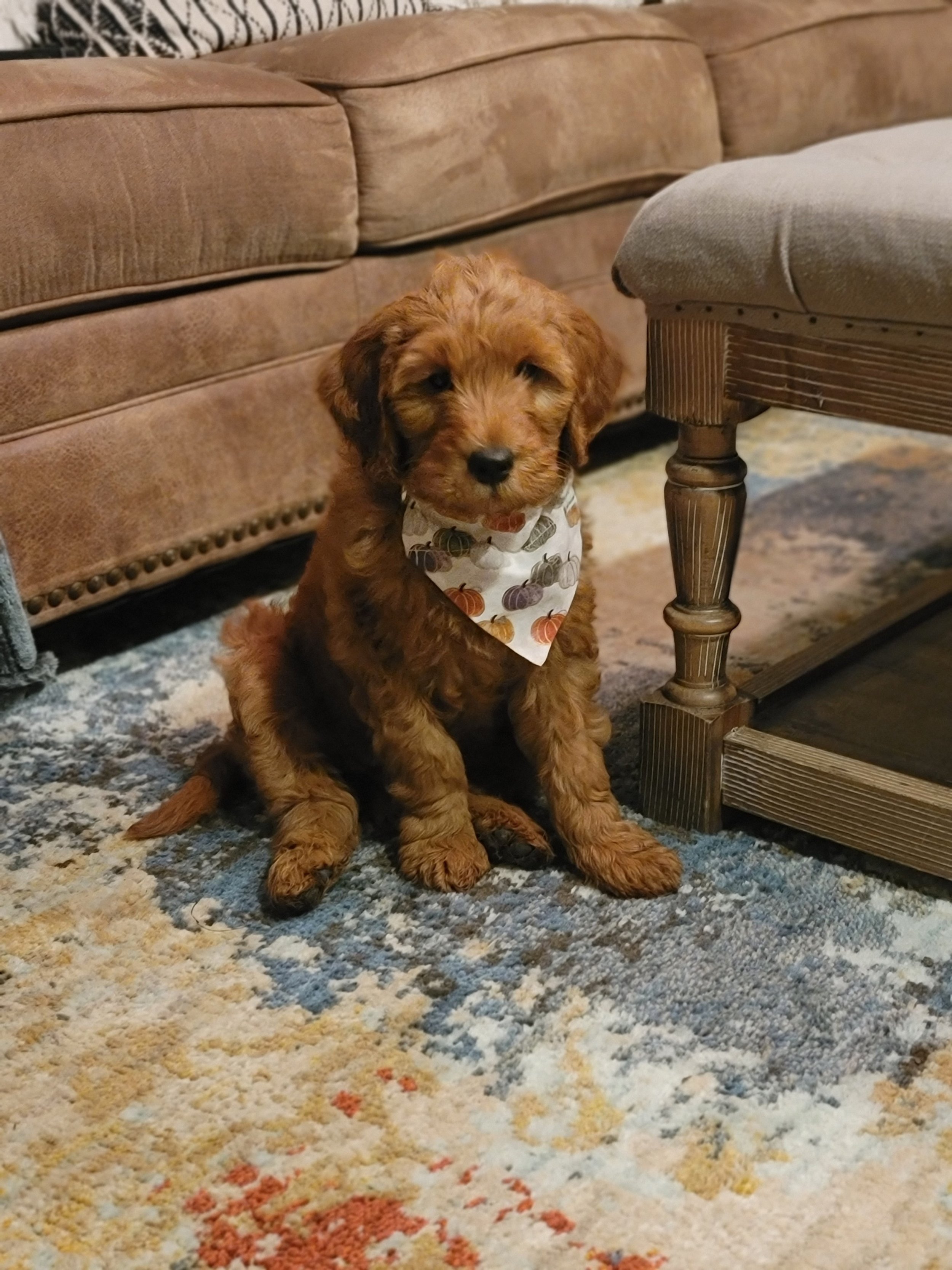 When Sadie was a puppy