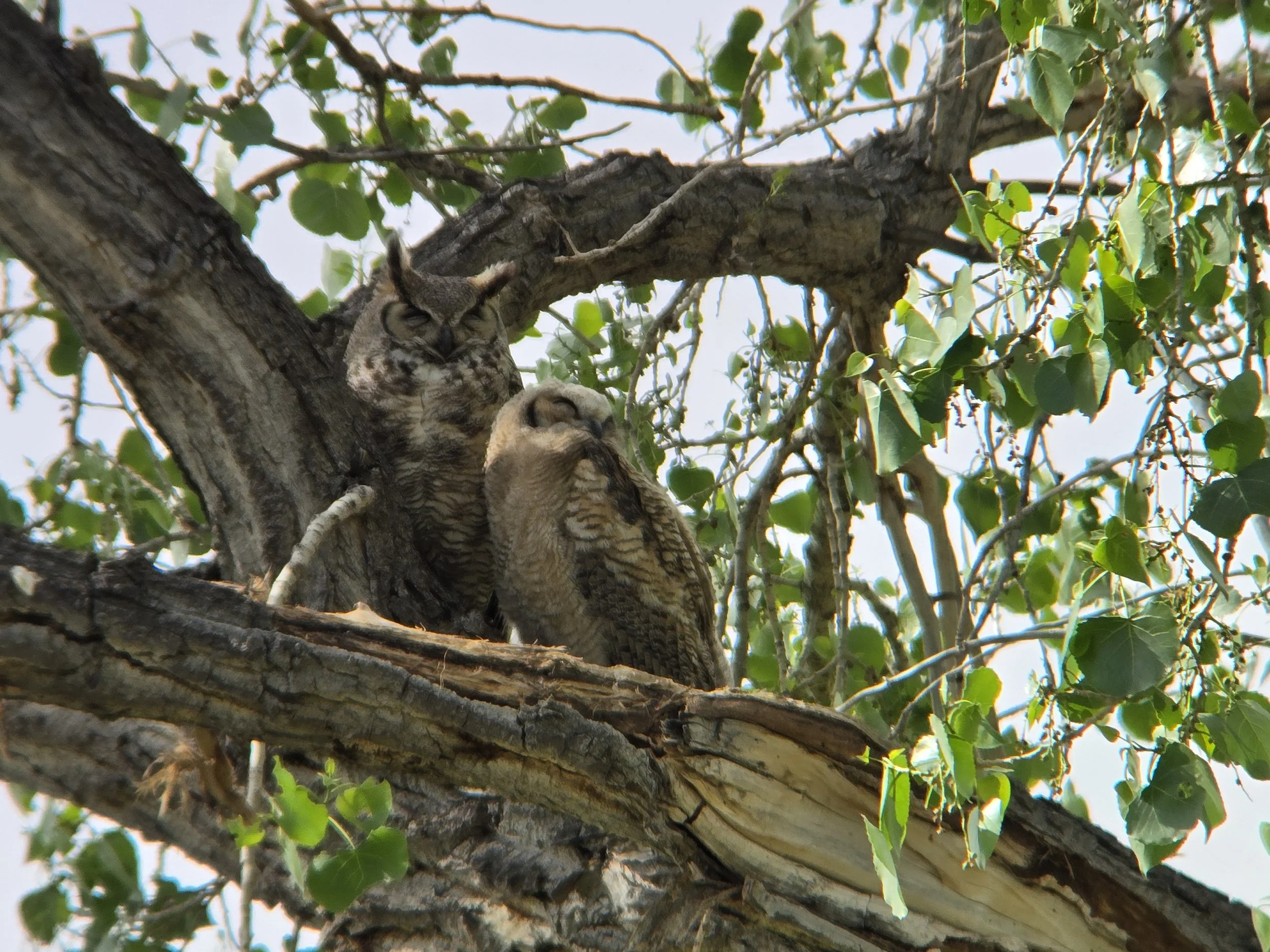 Birding in Shell Valley