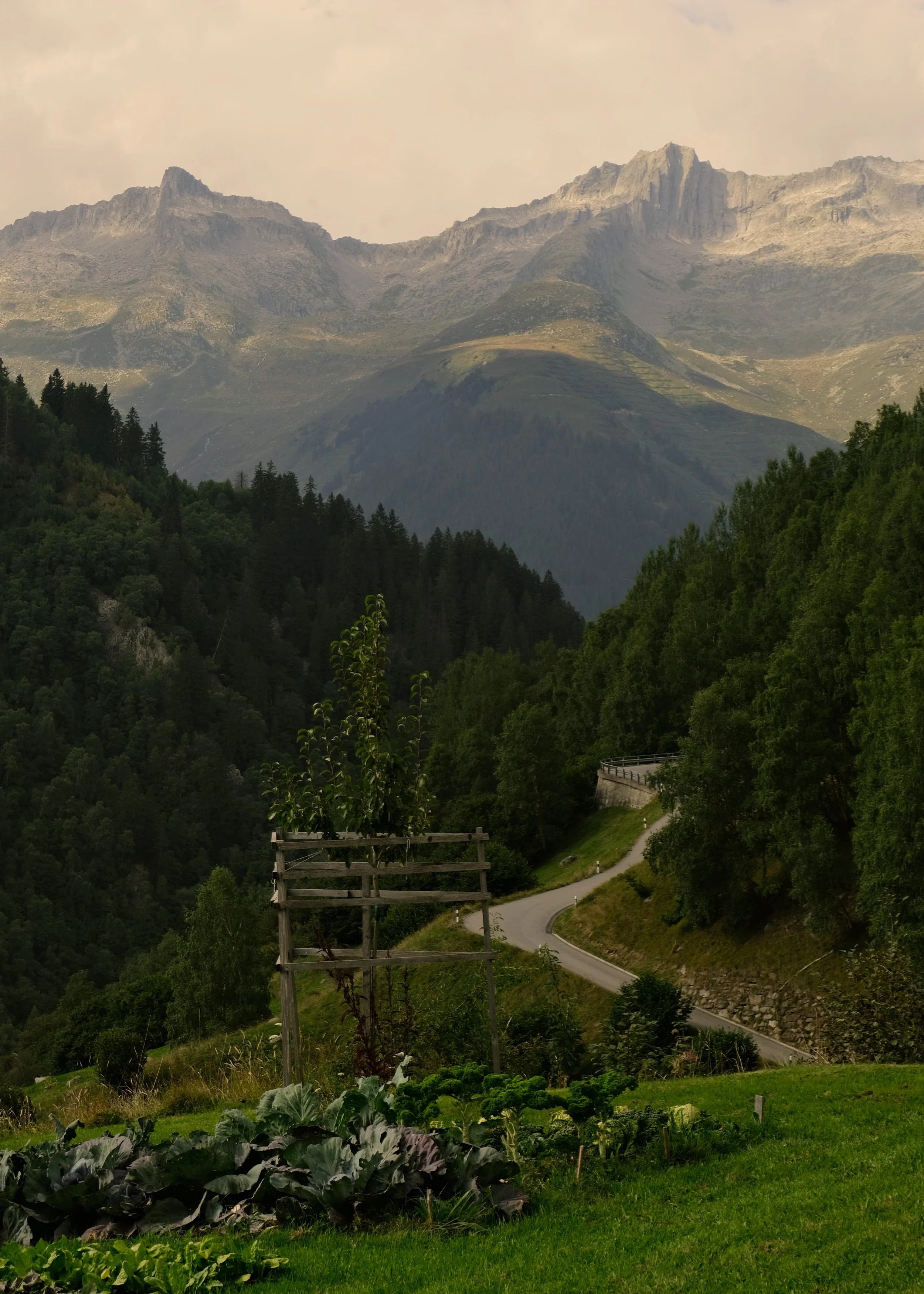 Eine grüne, hügelige Landschaft mit einem kleinen Baum in einem Holzgestell im Vordergrund, einer kurvenreichen Straße und einem dichten Wald, mit Bergen im Hintergrund.