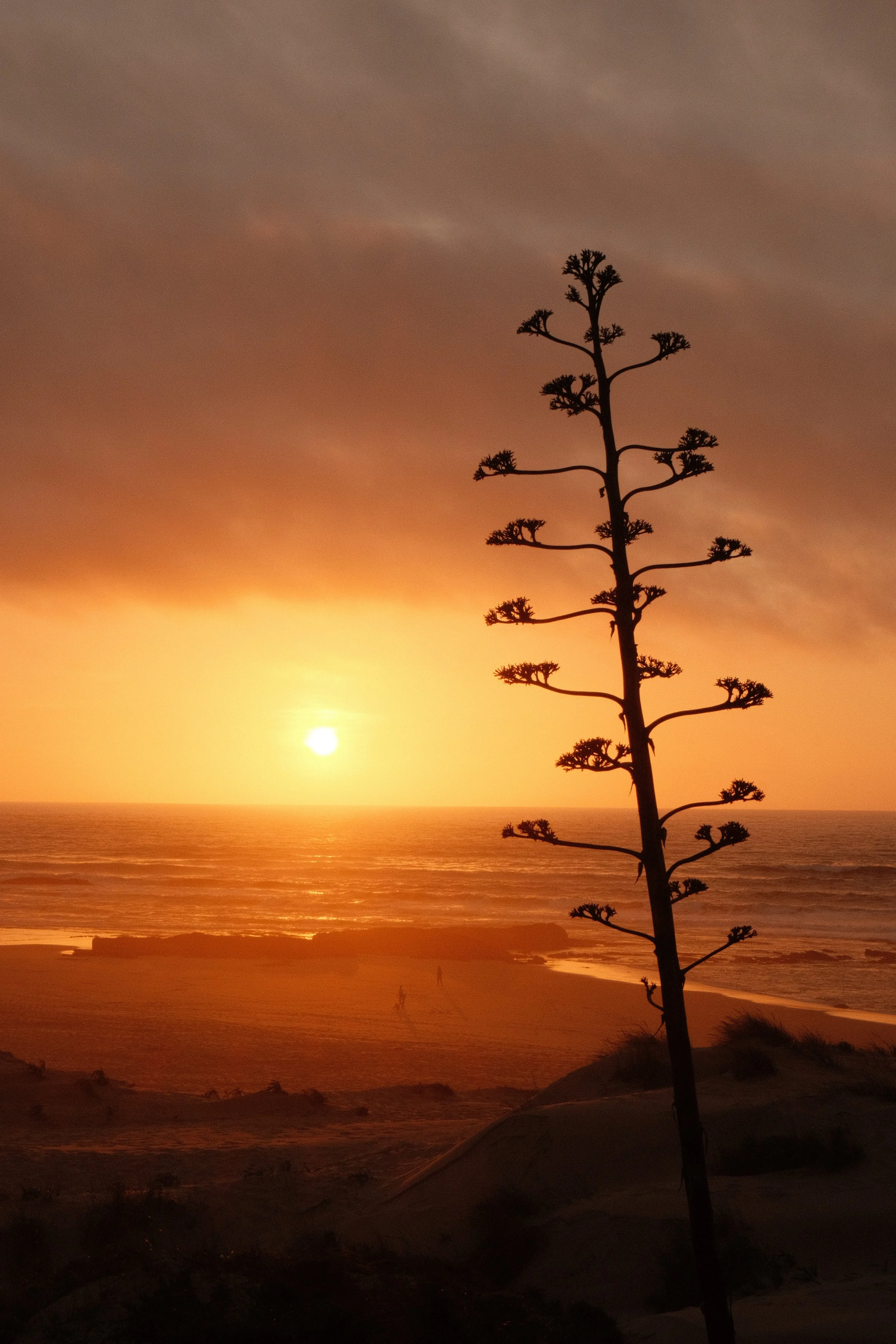 Silhouette einer Pflanze vor Sonnenuntergang am Strand mit Meeresblick