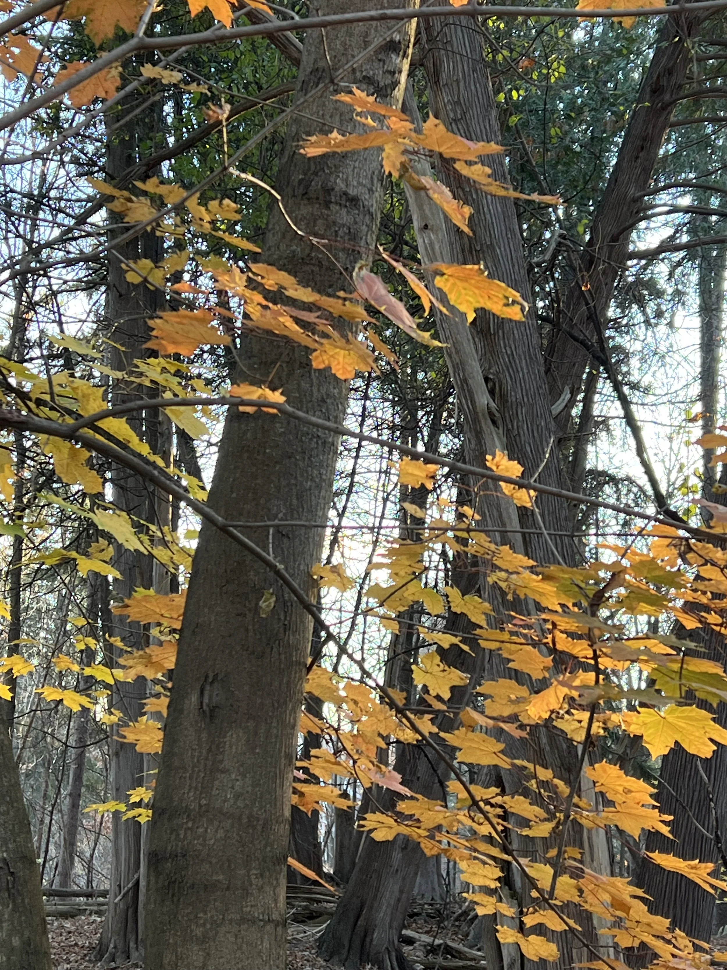 IMG_1309.jpeg