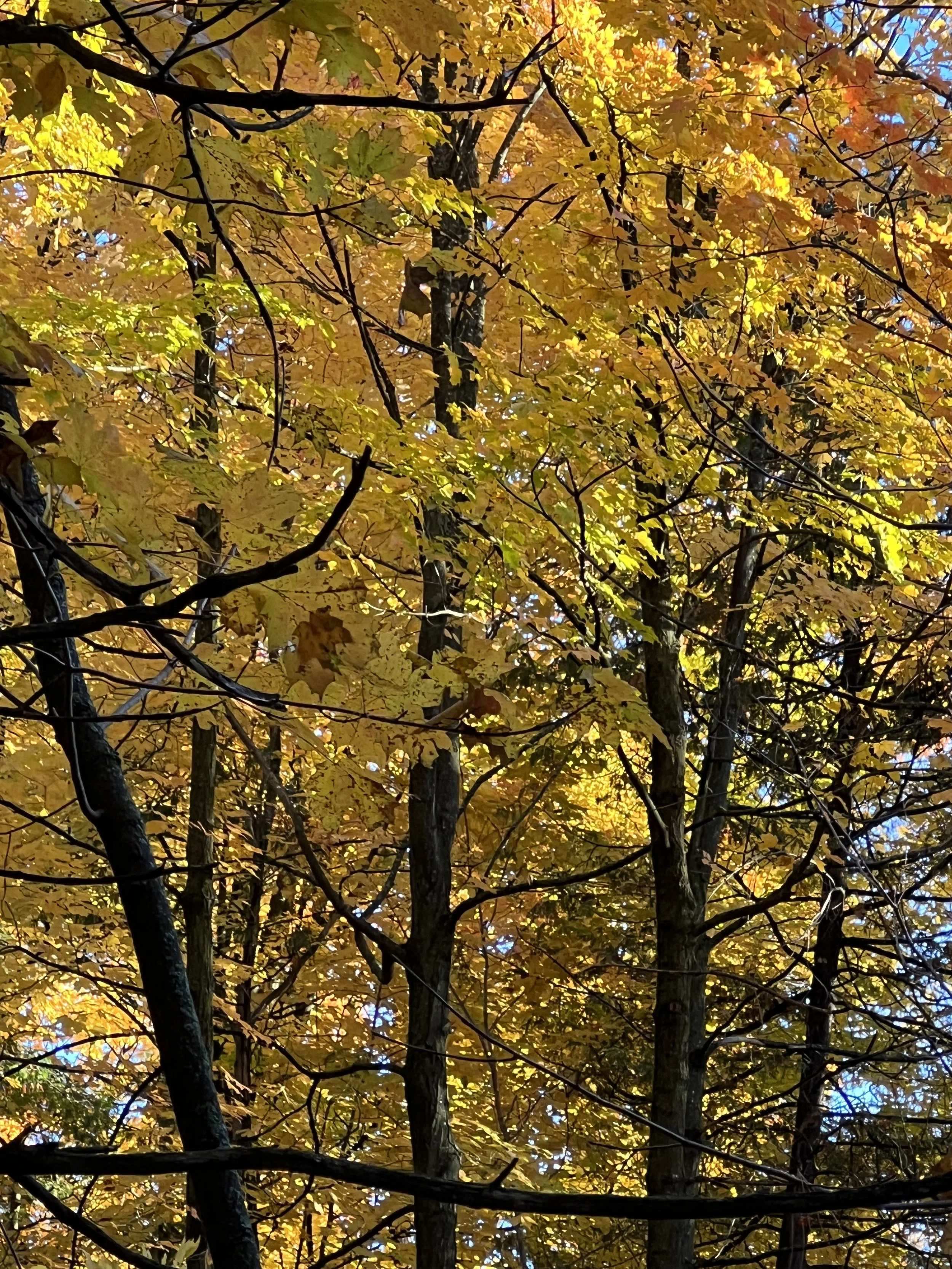 IMG_4680.jpeg