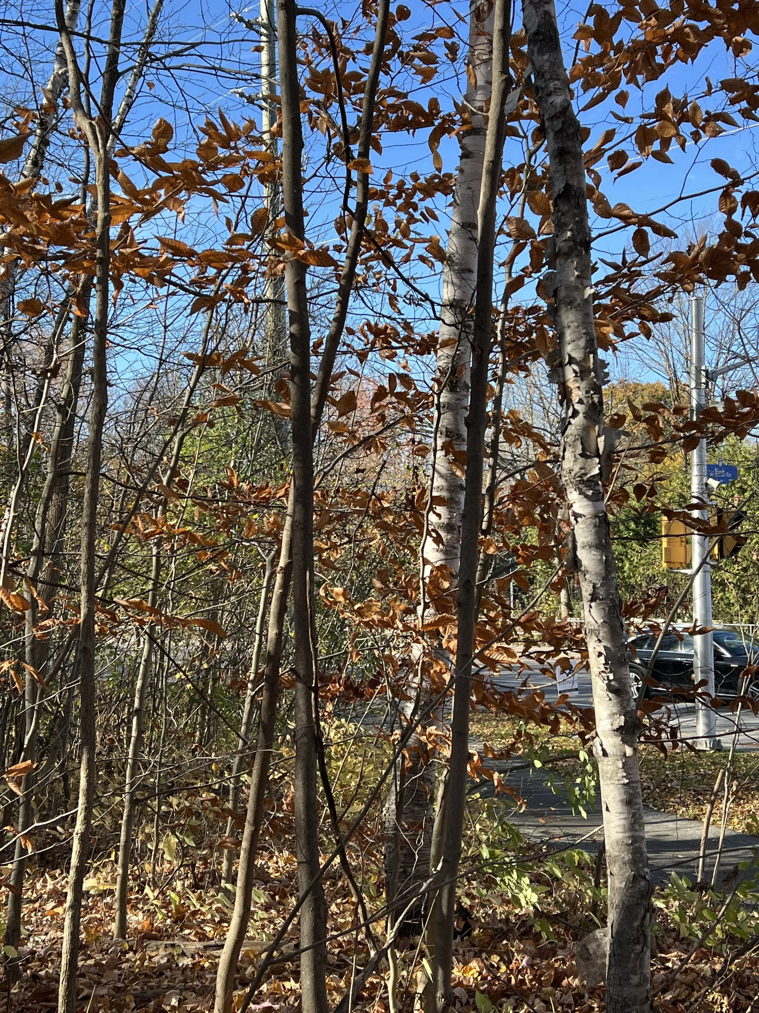 IMG_0470.jpeg