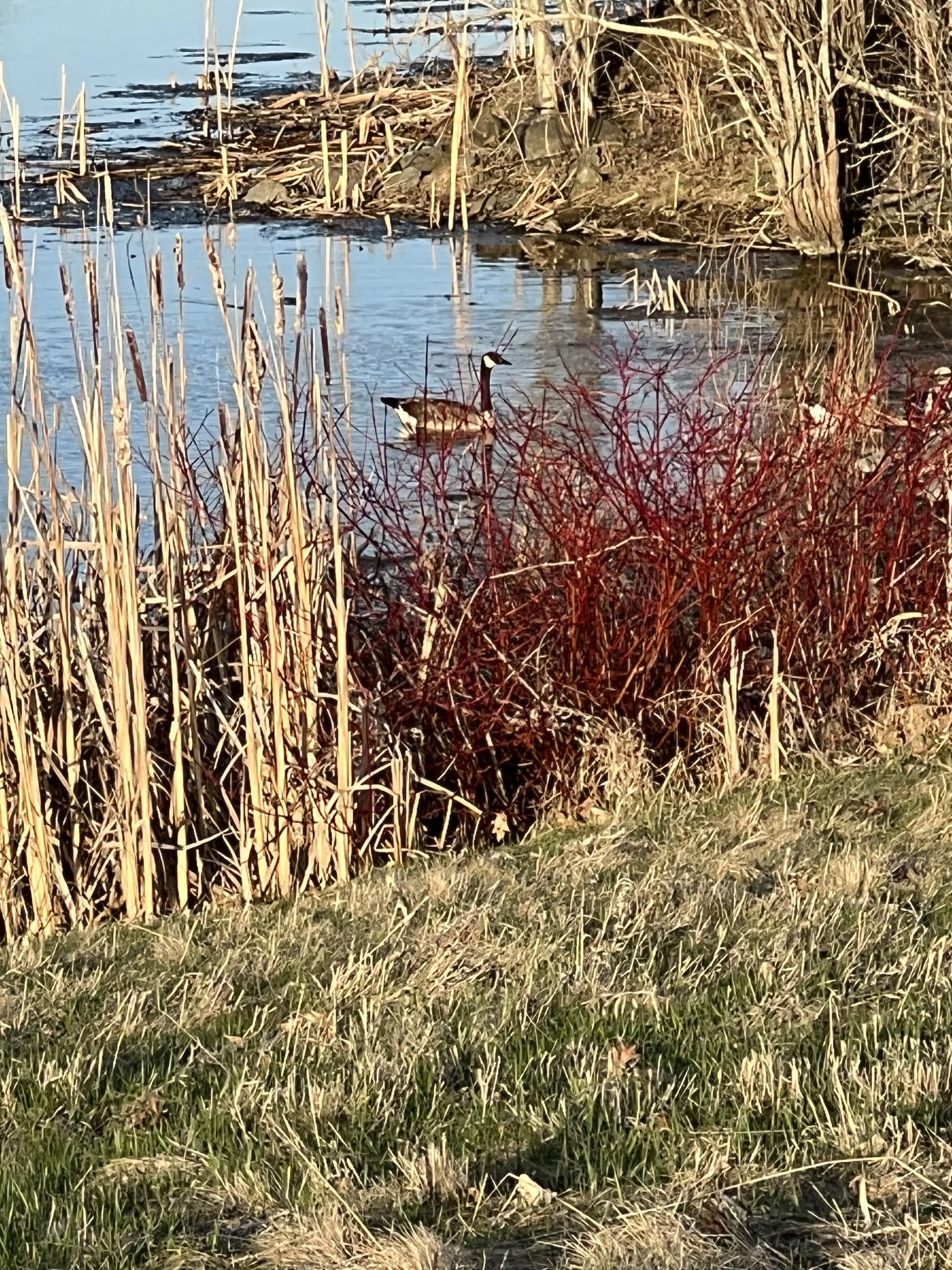 IMG_4852.jpeg