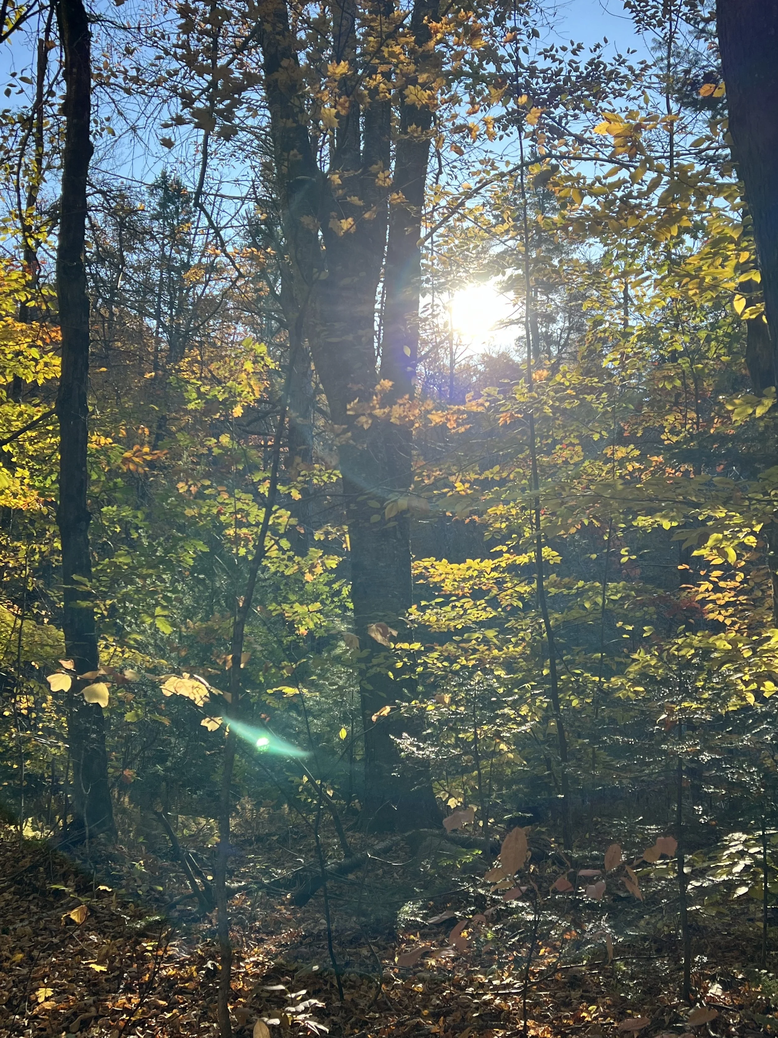 IMG_9418.jpeg