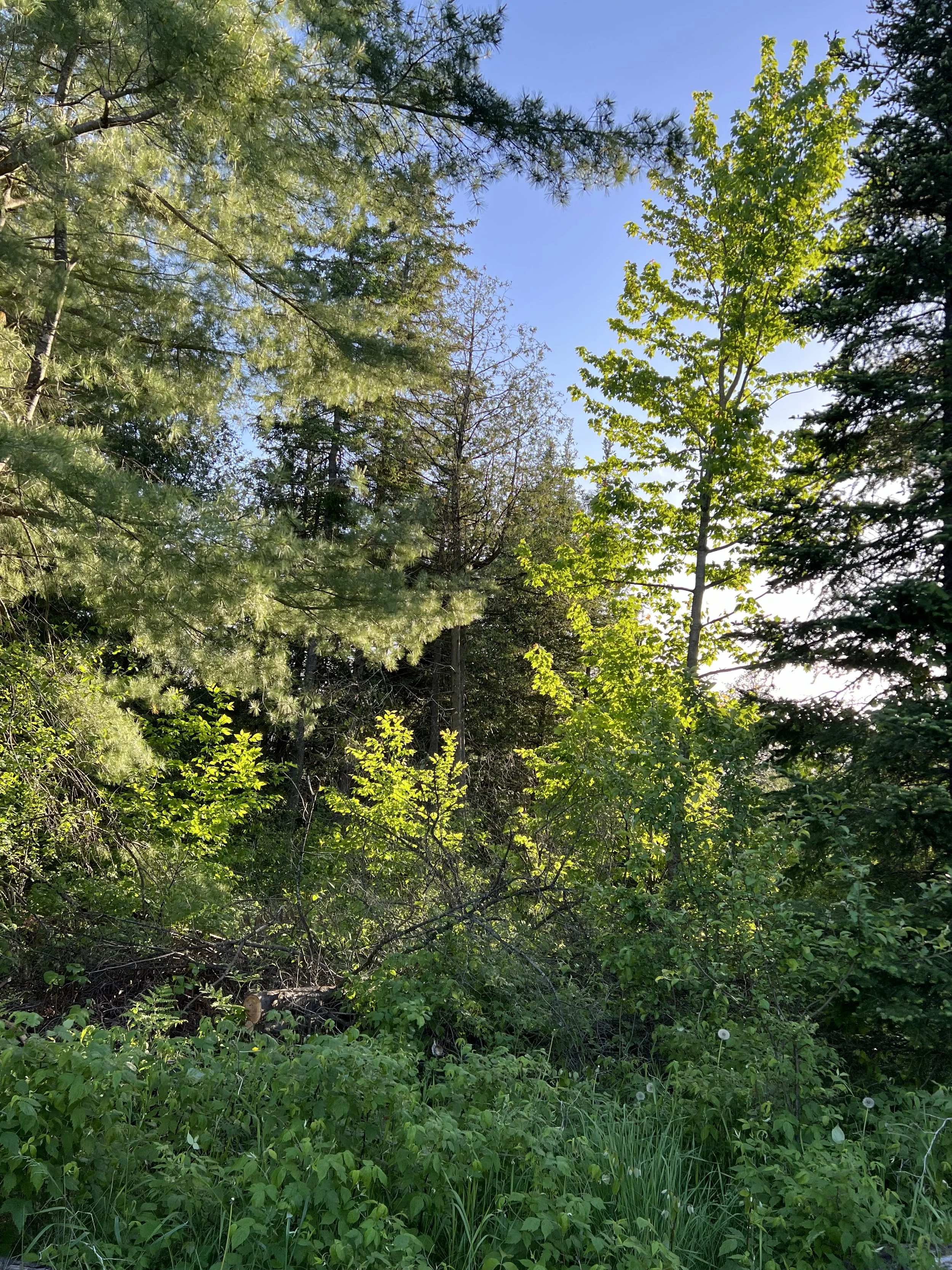 IMG_4622 2.jpeg