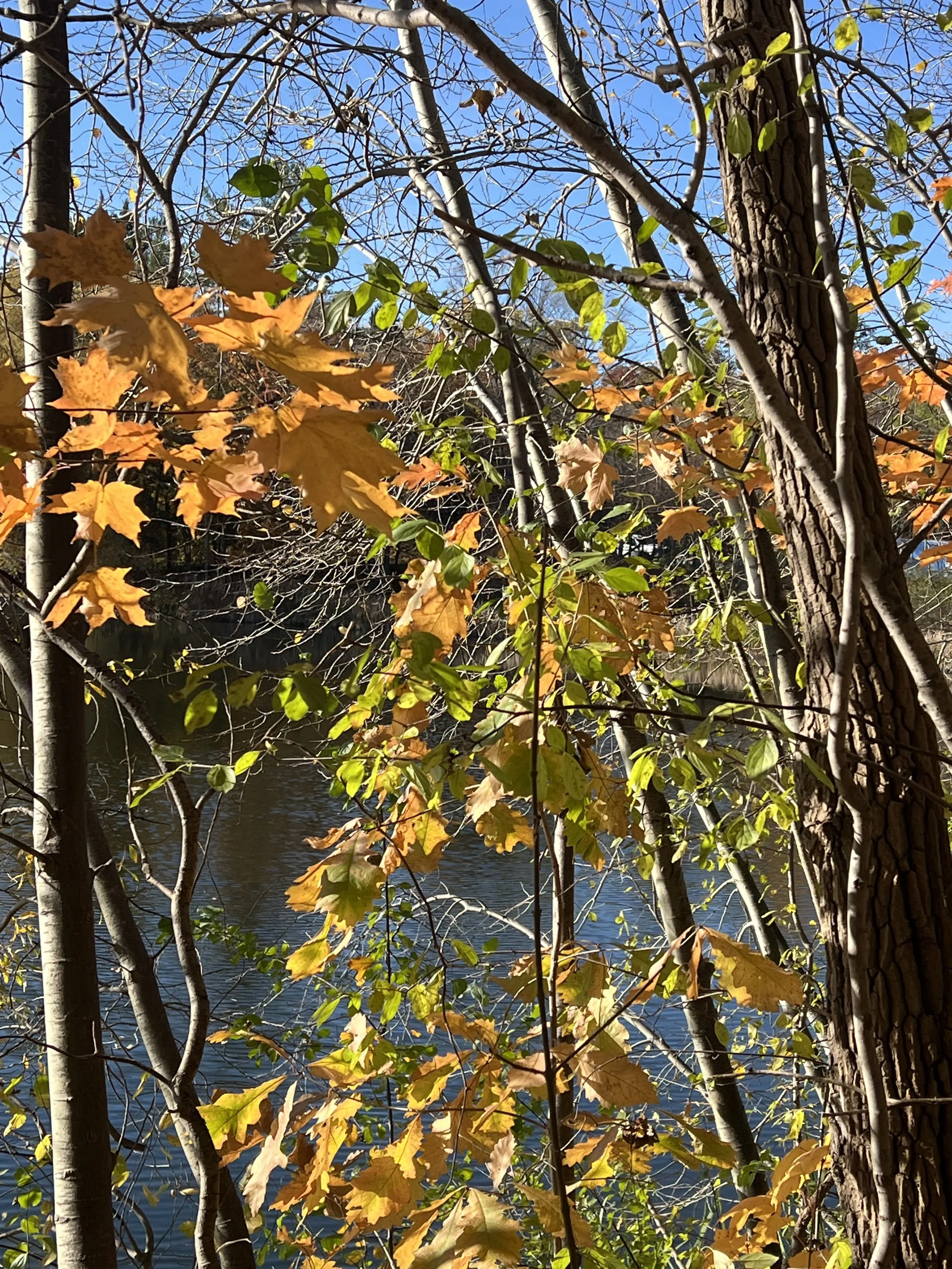 IMG_0639.jpeg