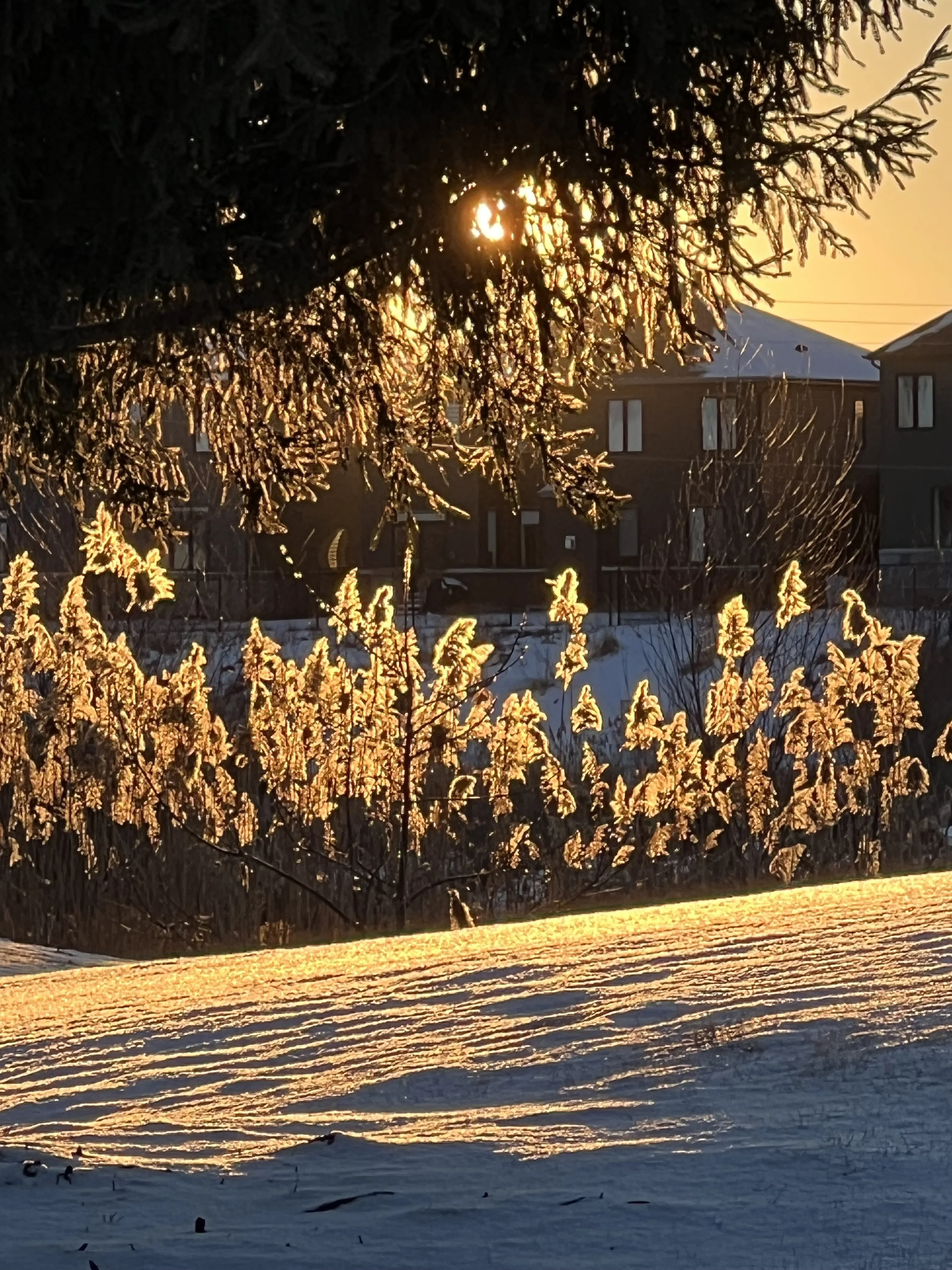 IMG_3164.jpeg