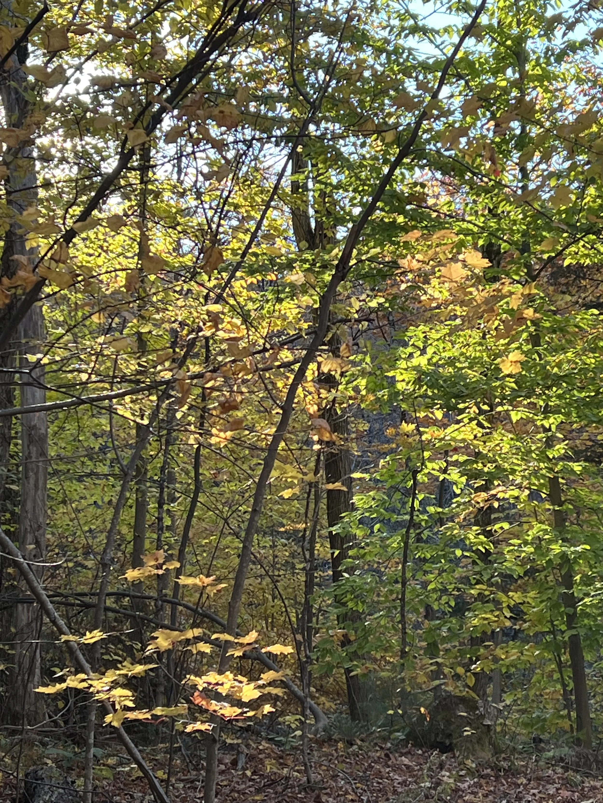 IMG_9471.jpeg