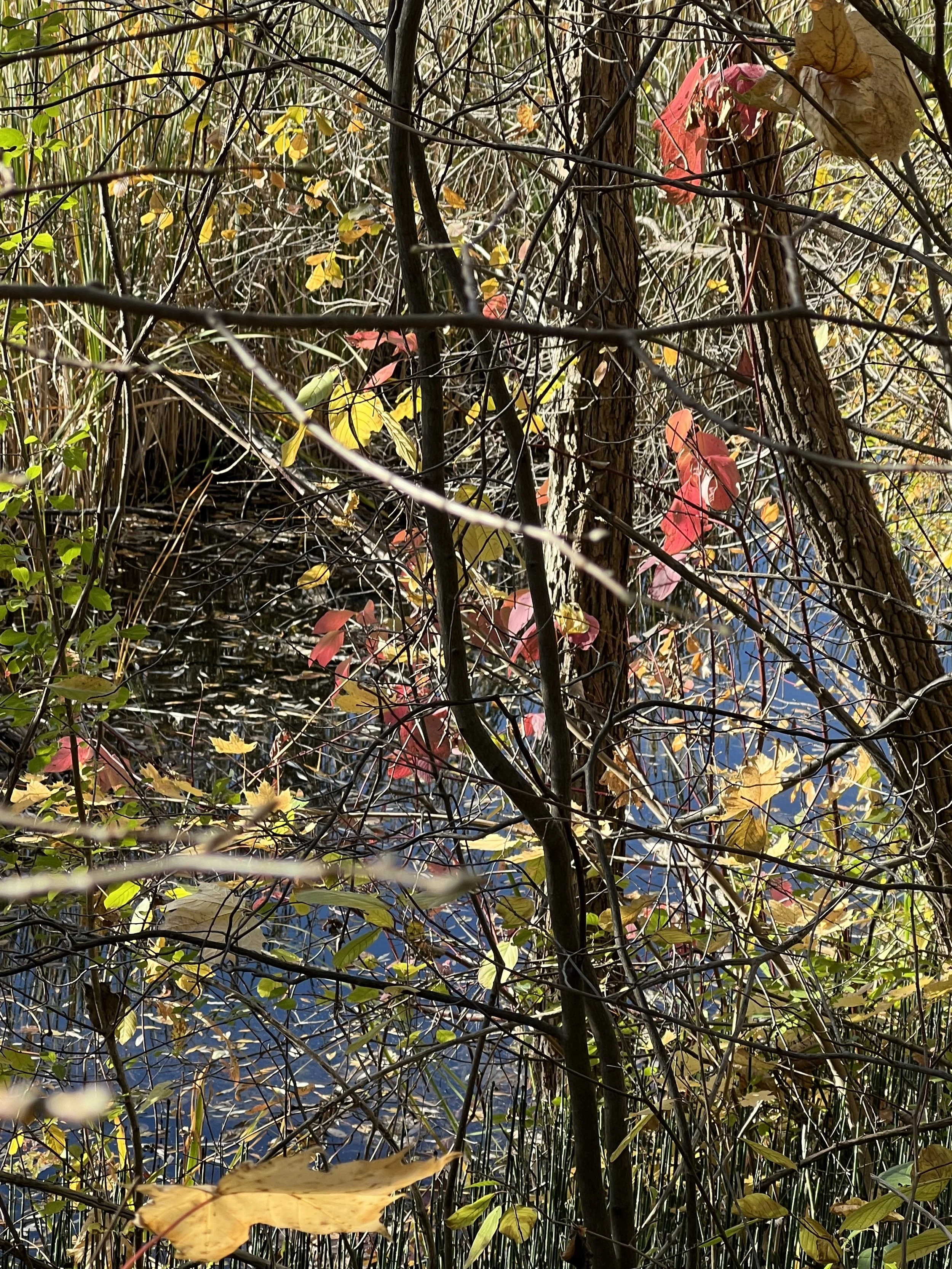 IMG_0626.jpeg