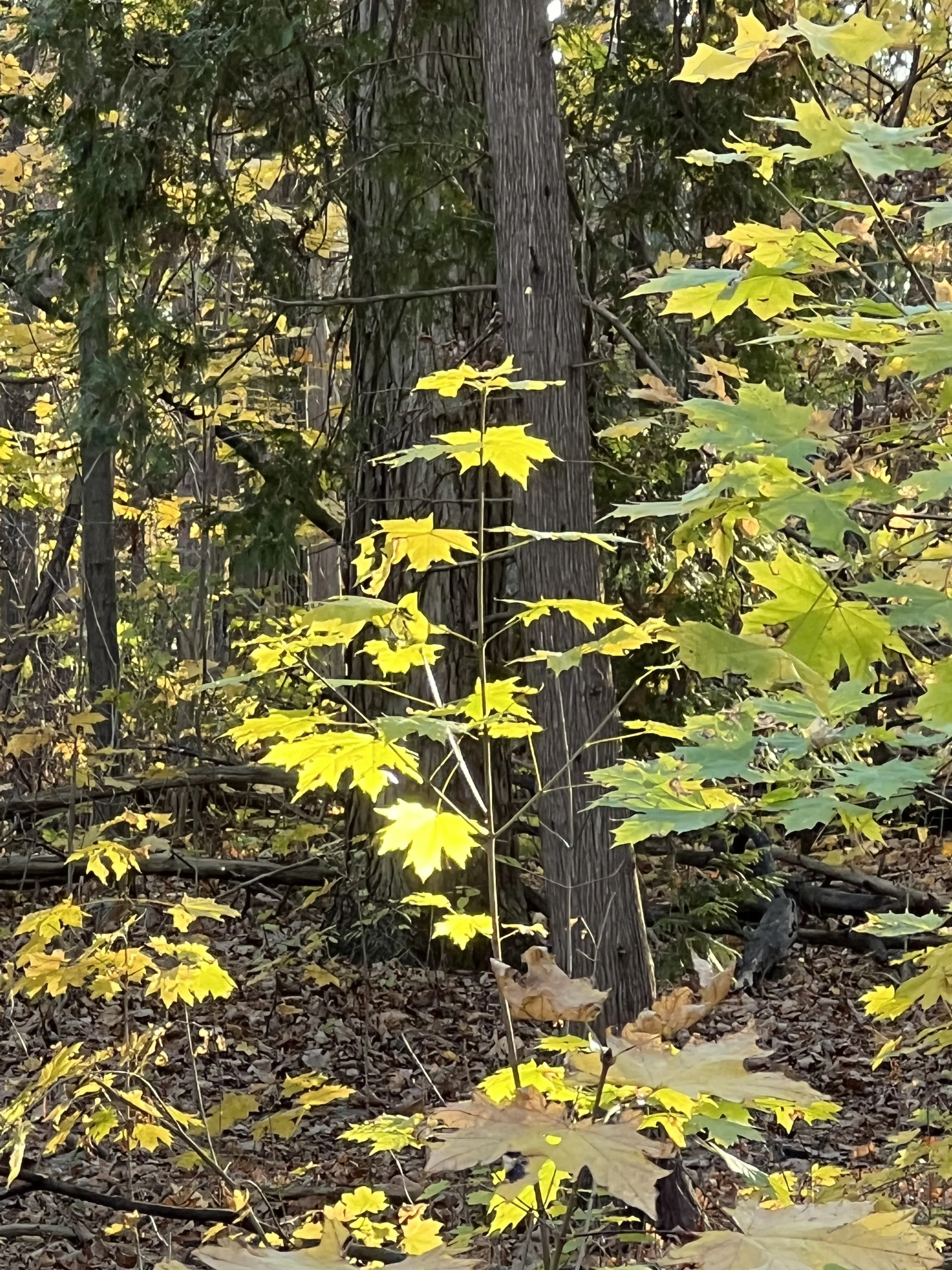 IMG_1211.jpeg