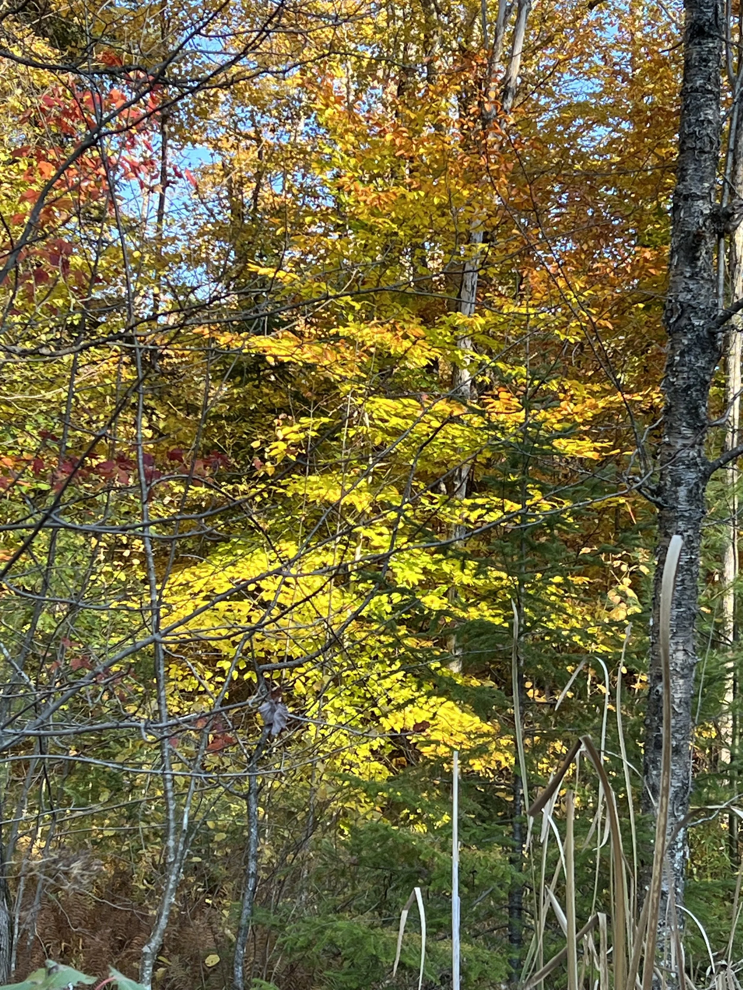 IMG_9391.jpeg