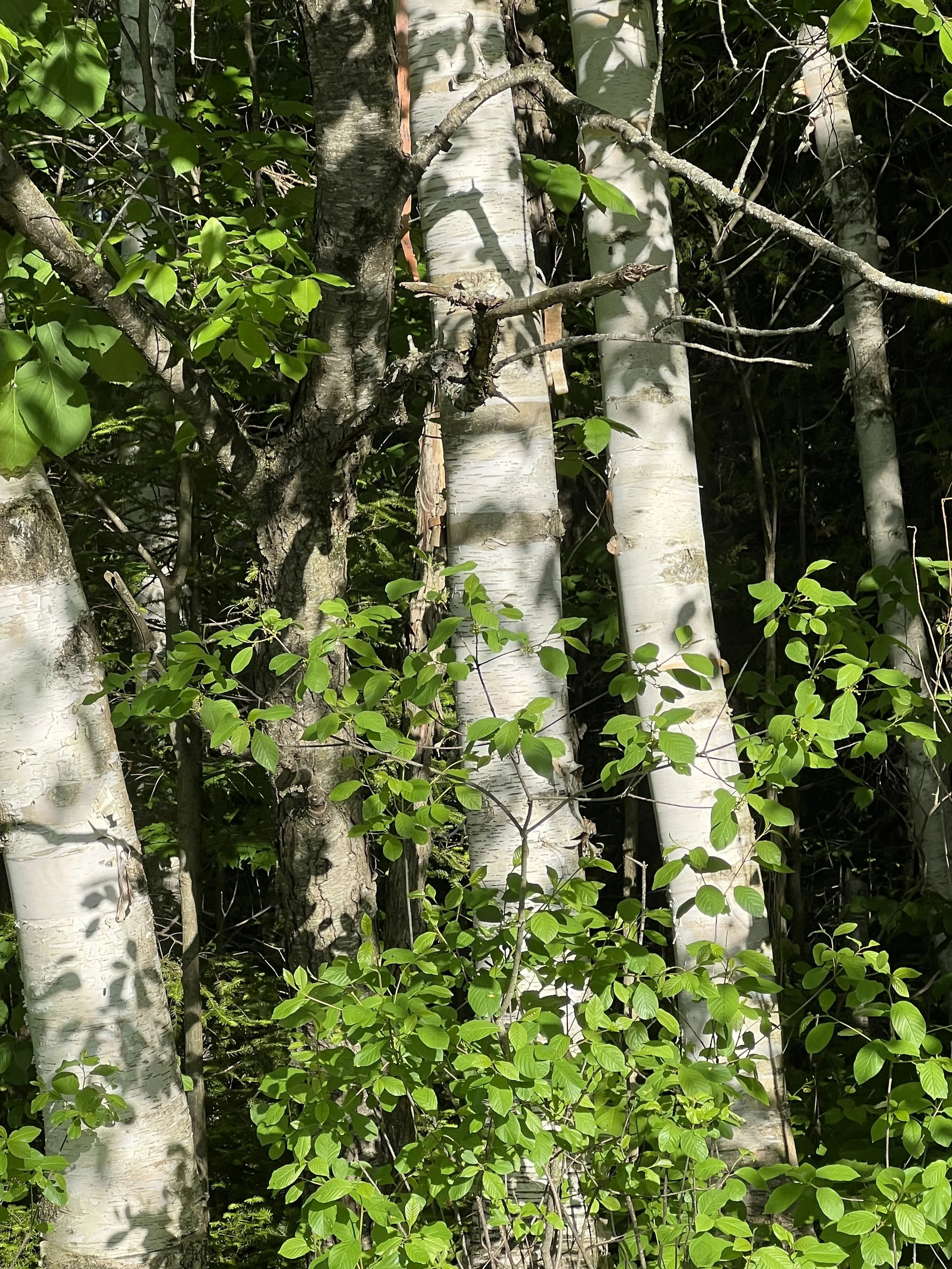 IMG_4509.jpeg