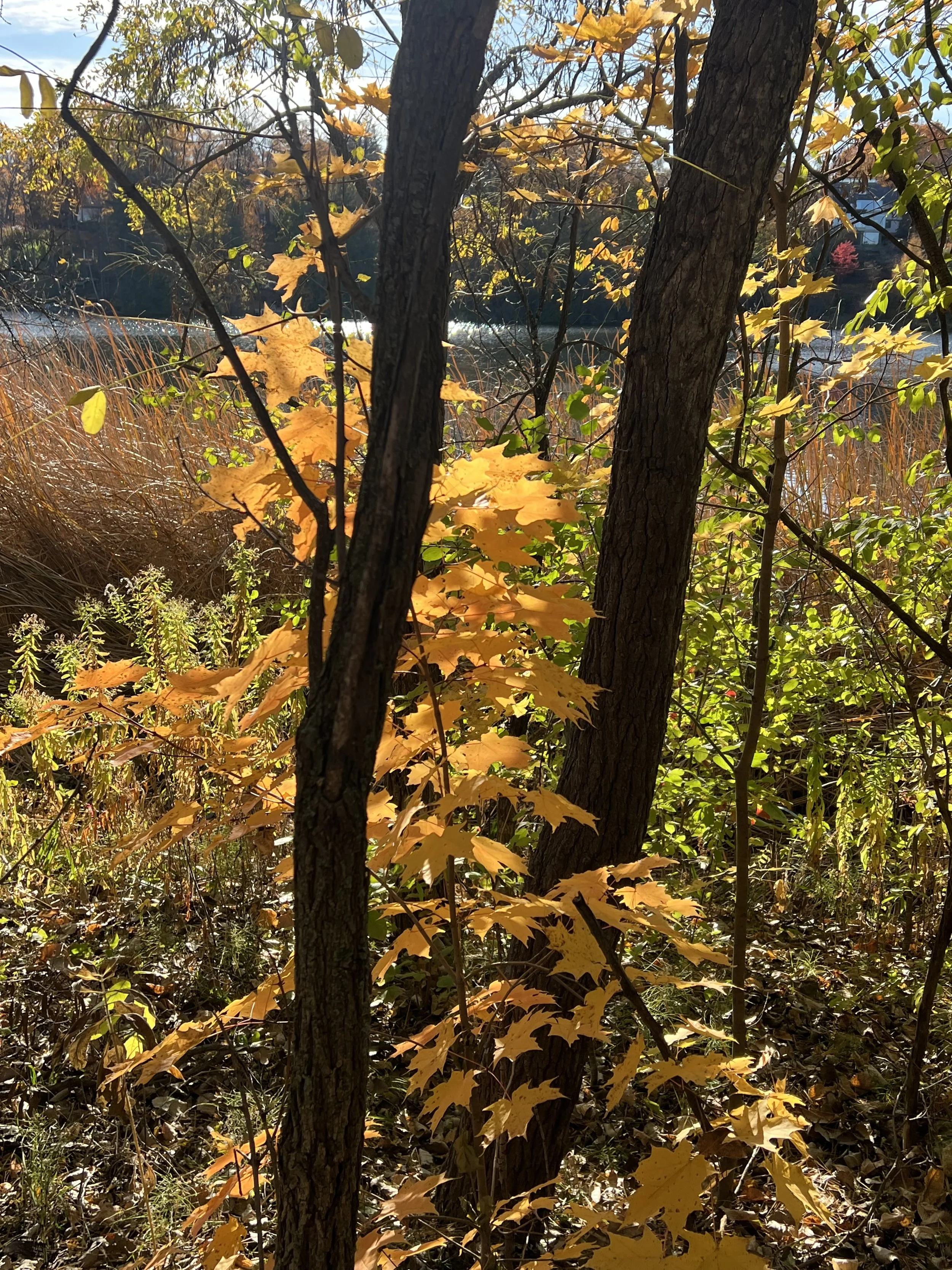 IMG_0693.jpeg