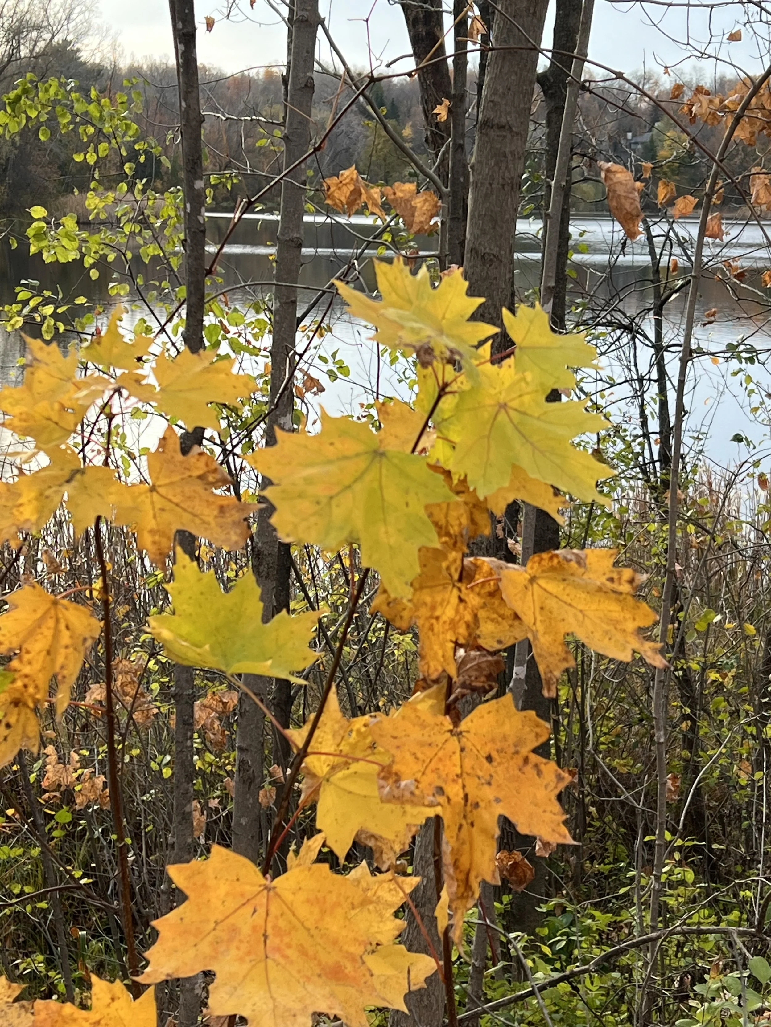 IMG_0816.jpeg
