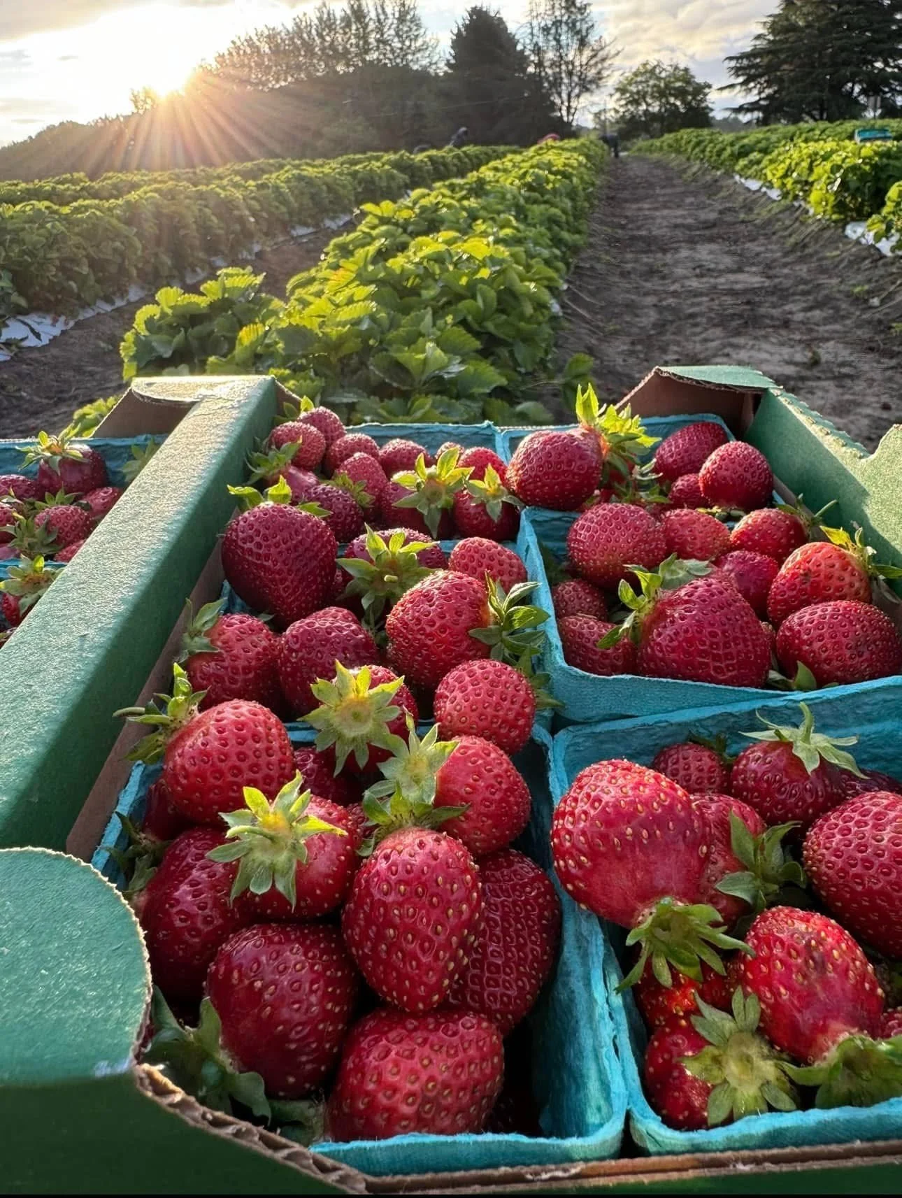 Close-up of fresh strawberries in a cardboard box on a farm with rows of strawberry plants and the sun setting in the background.