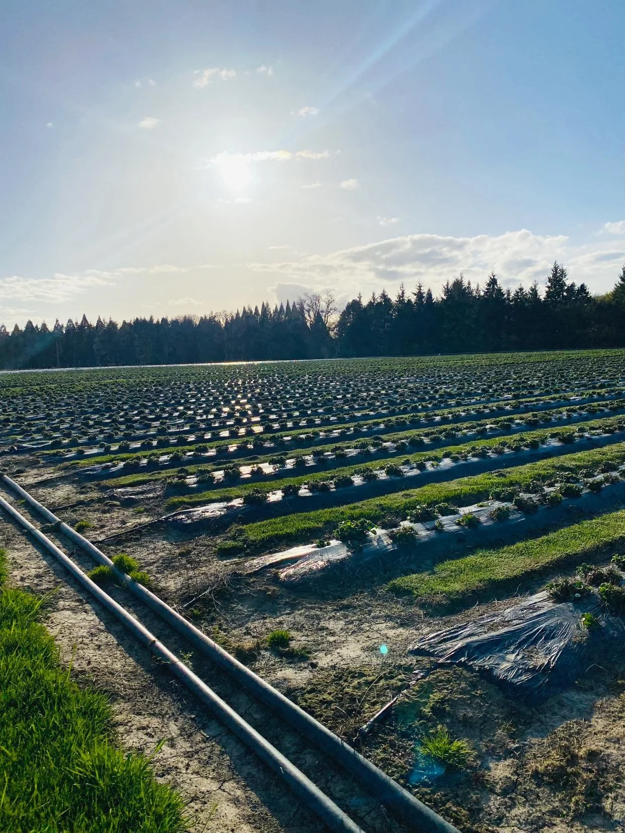 A field of growing crops with irrigation pipes, sunlight in the sky, and a line of trees in the background.