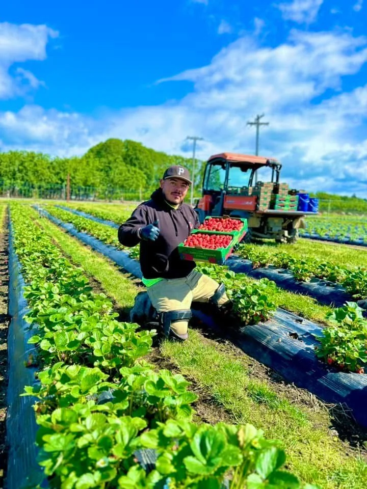 A man in farms holding a green tray filled with strawberries, kneeling among rows of strawberry plants with a tractor in the background under a partly cloudy blue sky.