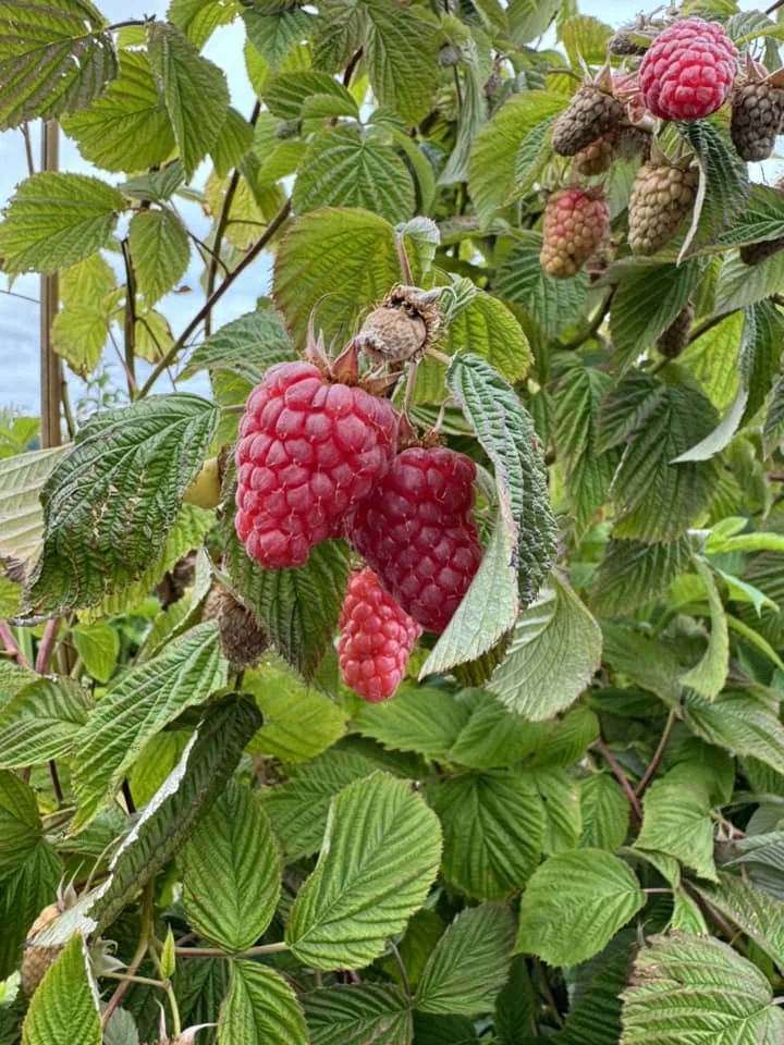Close-up of ripe red raspberries on a bush surrounded by green leaves.