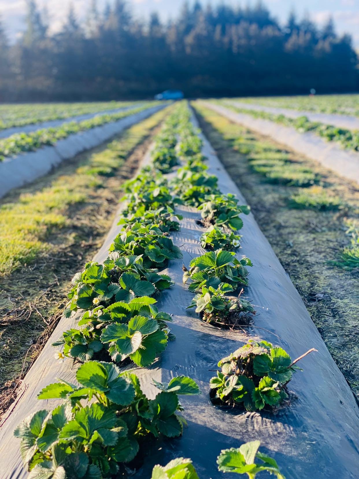 Rows of young strawberry plants growing in a field covered with black plastic mulch, with a car and a line of trees in the background.