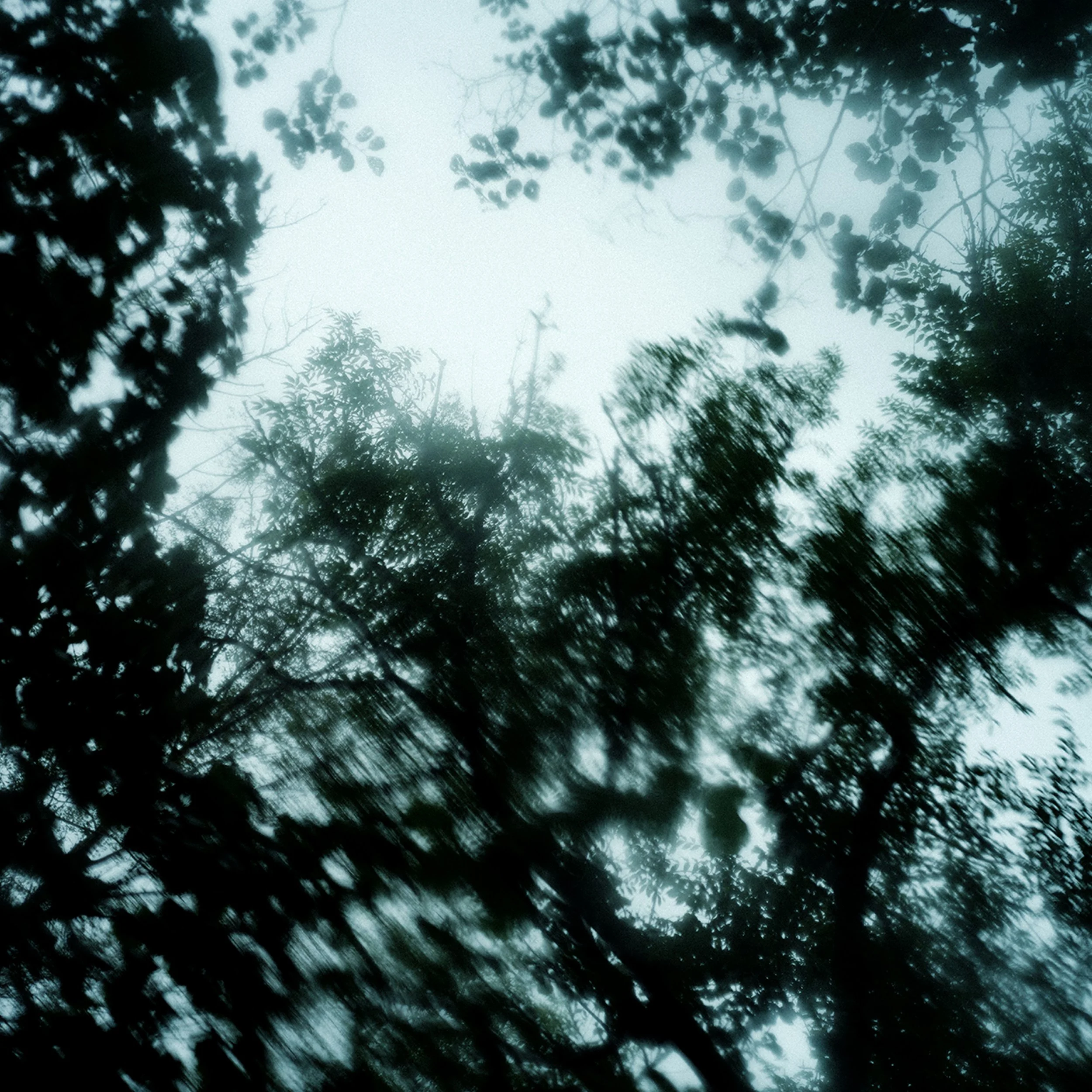 Rain Through Trees_02.jpg