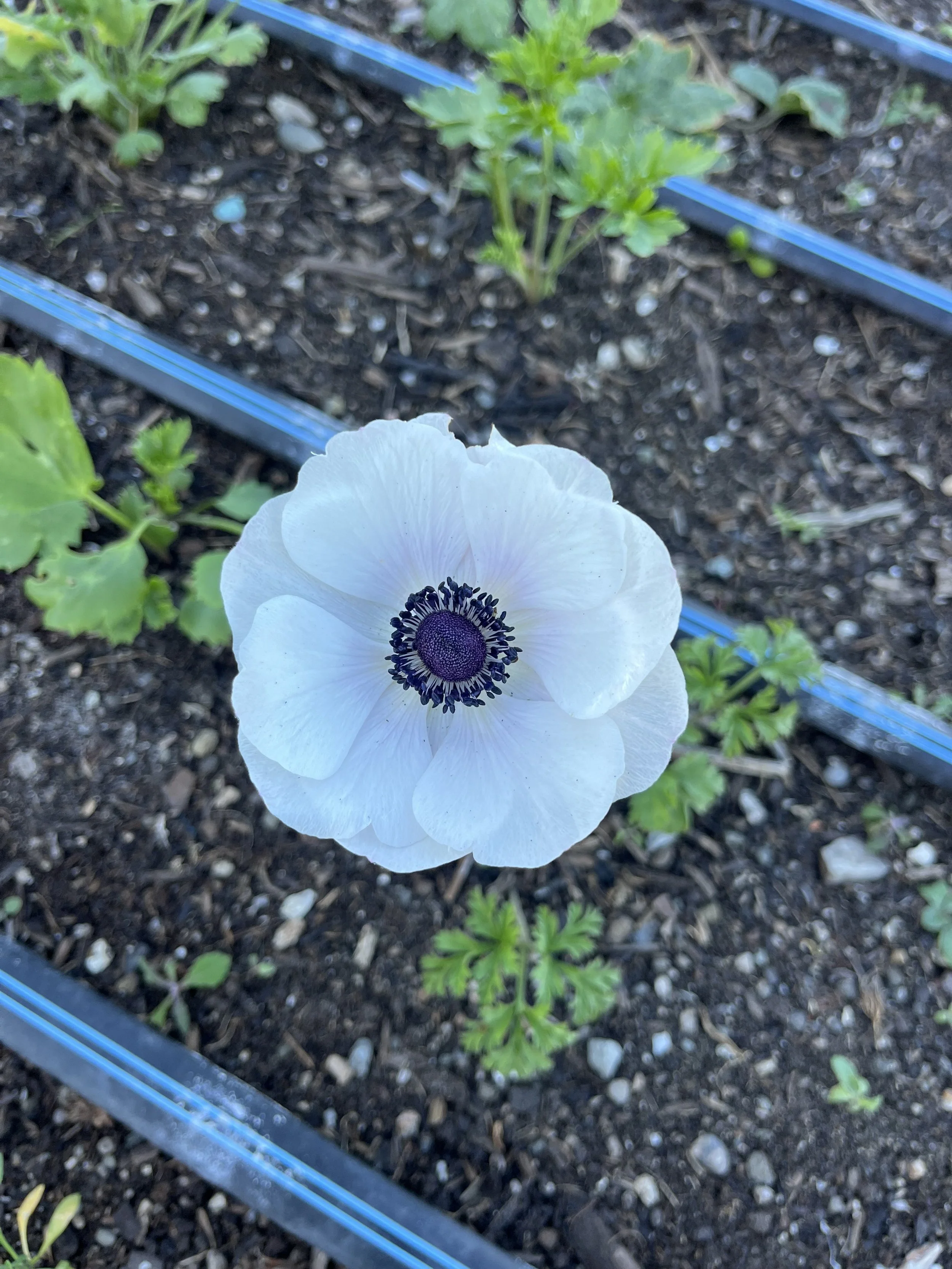 ASWS Doula Family Picnic