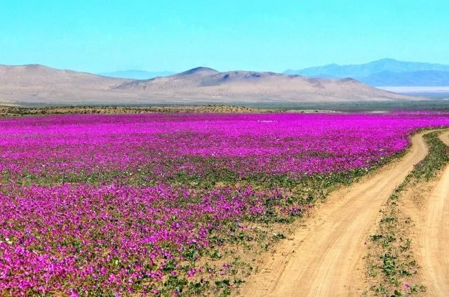 The flowering desert