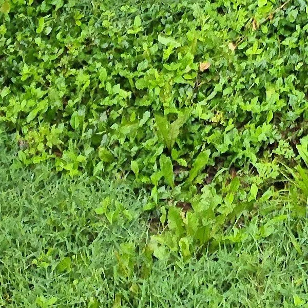 Weeds