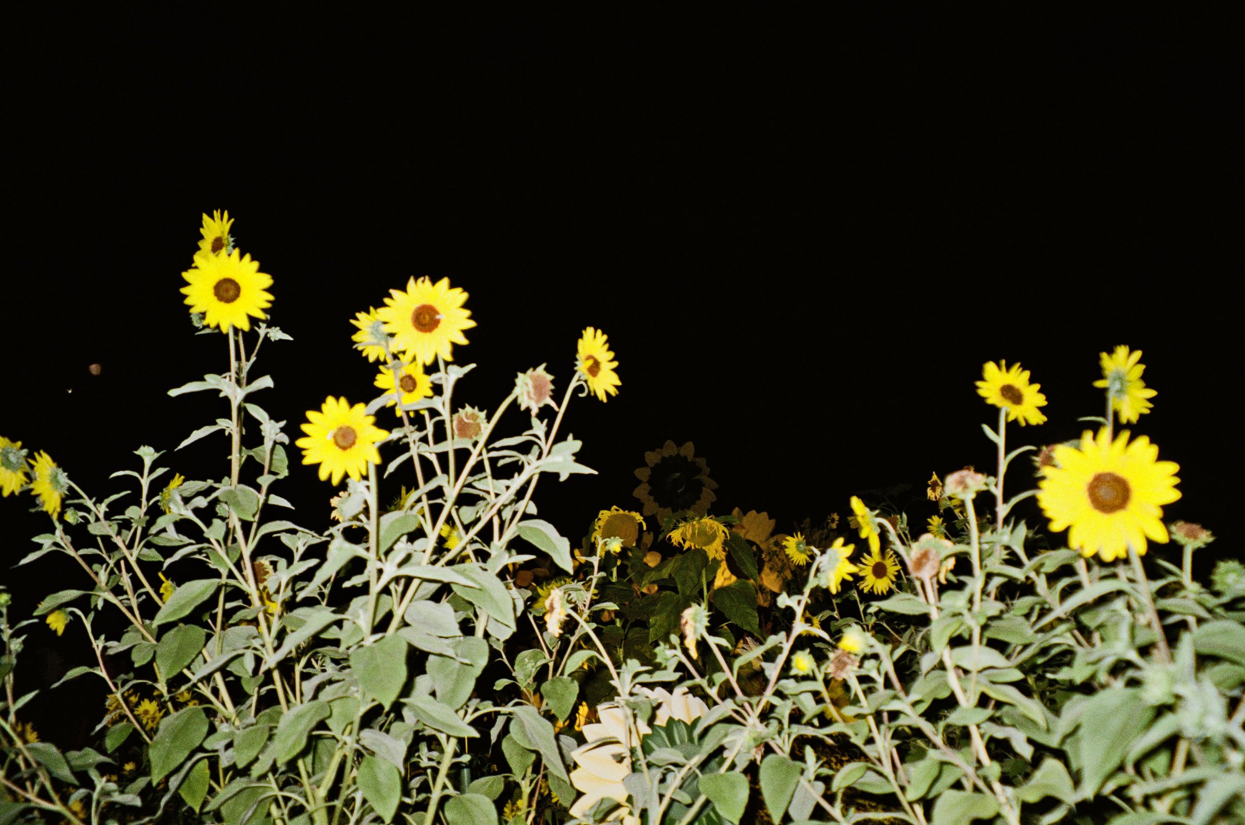 sunflowersedit.jpg