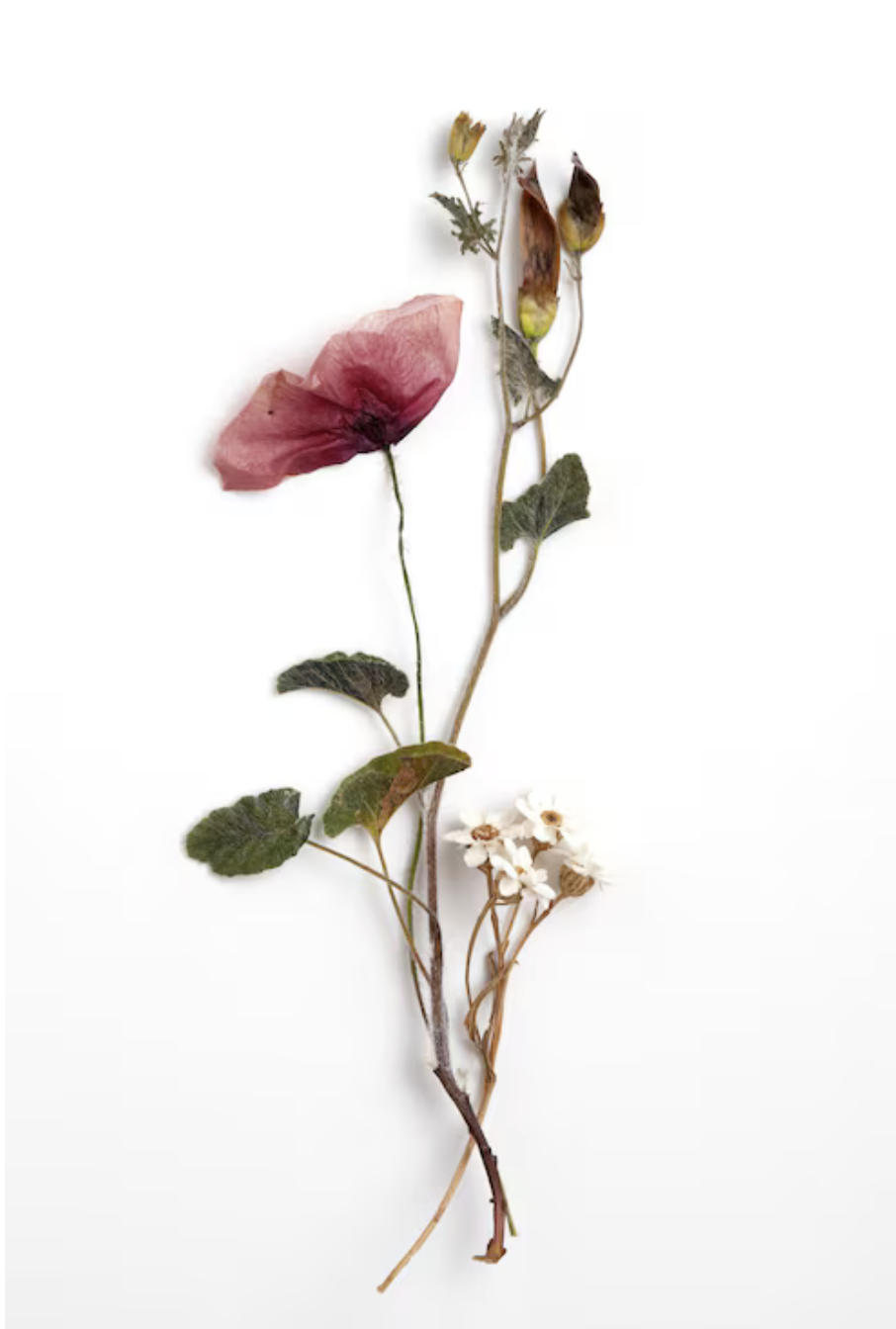 dried flower with magenta color