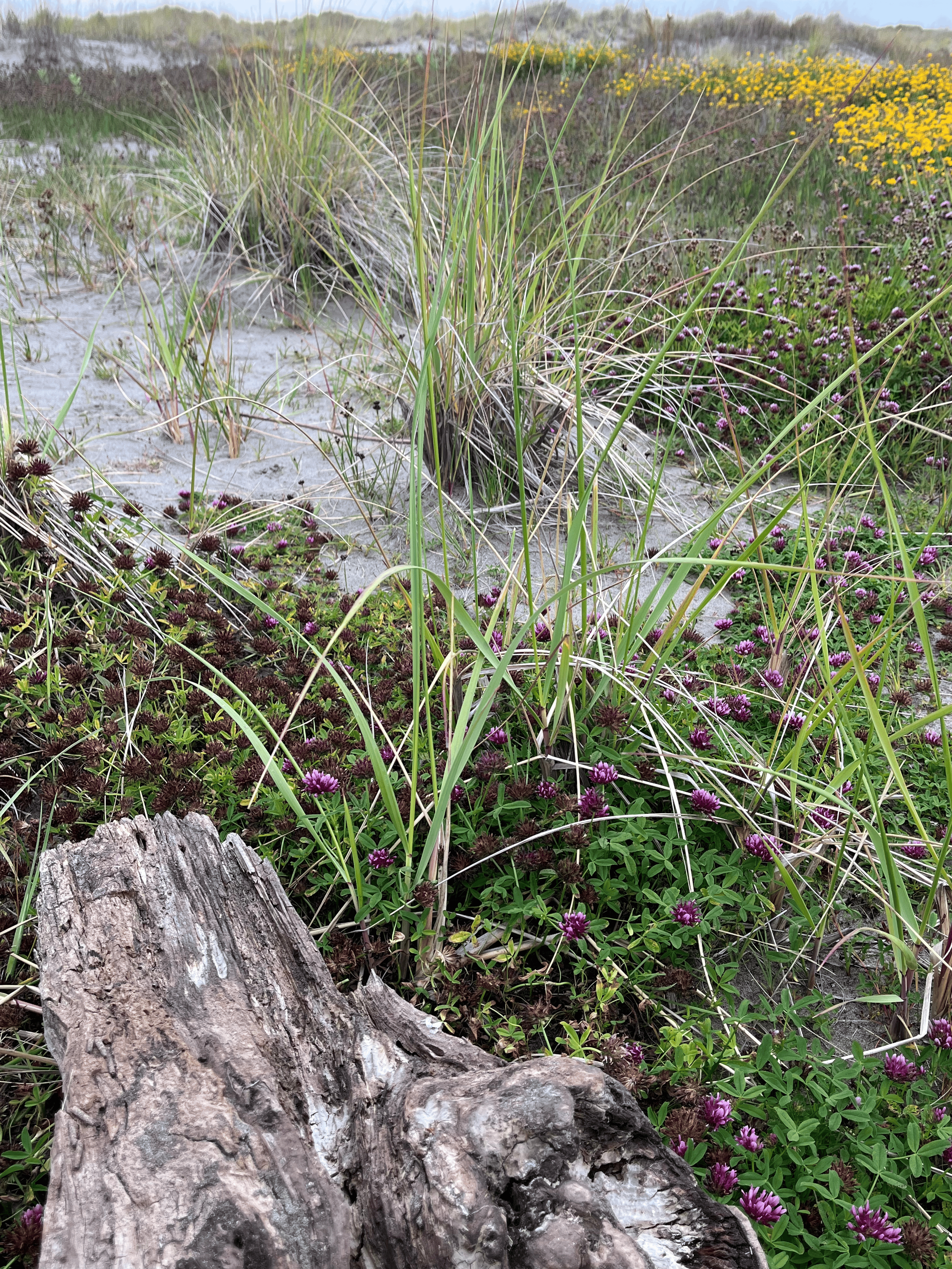 A close-up view of a sandy coastal area with dune grasses, purple flowering plants, and a piece of weathered driftwood in the foreground, with more plants and yellow flowers in the background.