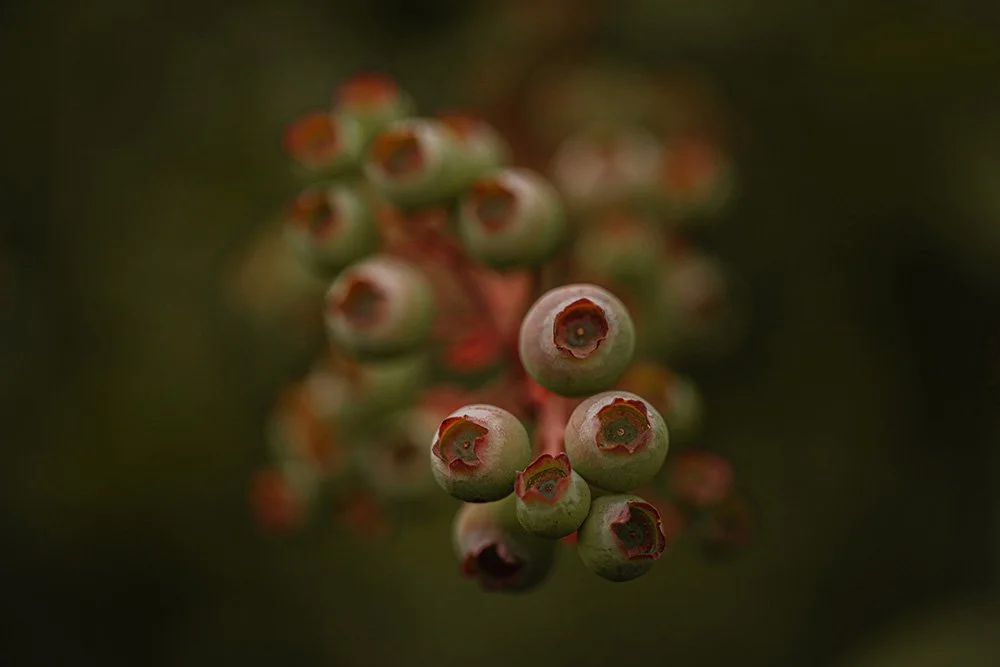 Blueberry plant growing in Poland