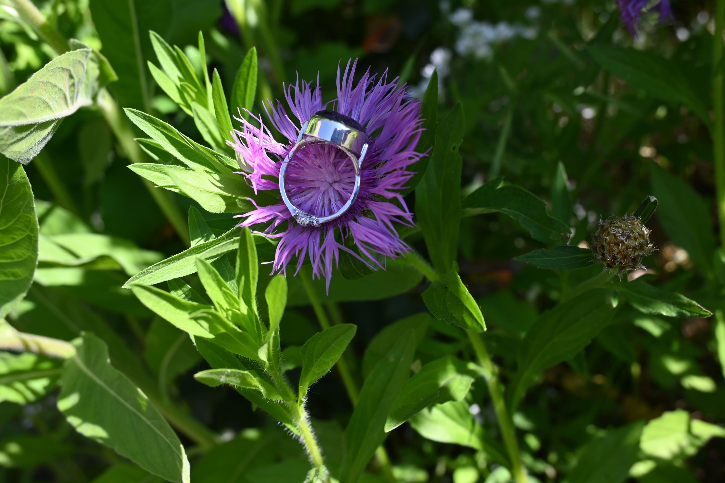 DSC_3183.jpg