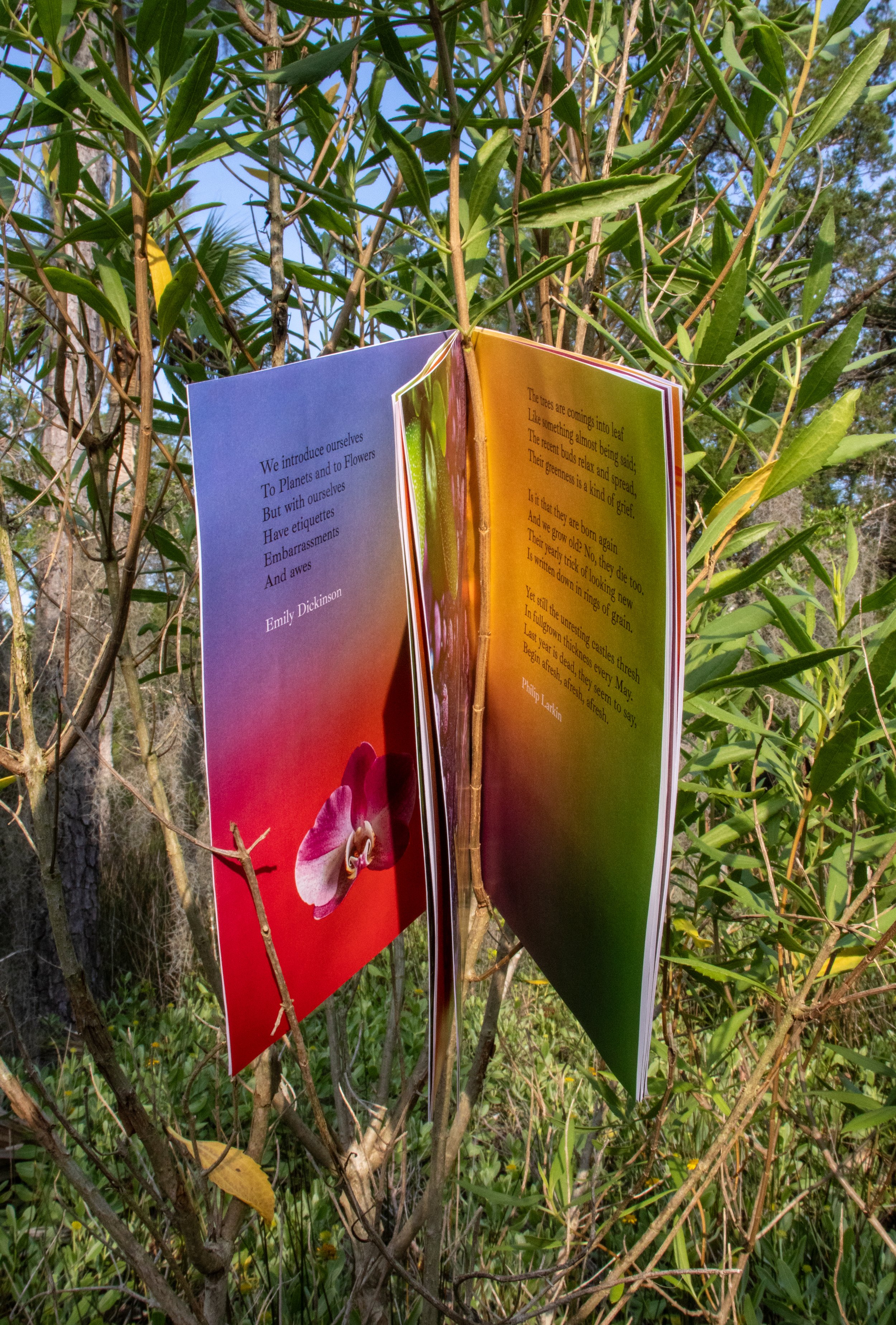 wild n written-2 copy.jpg