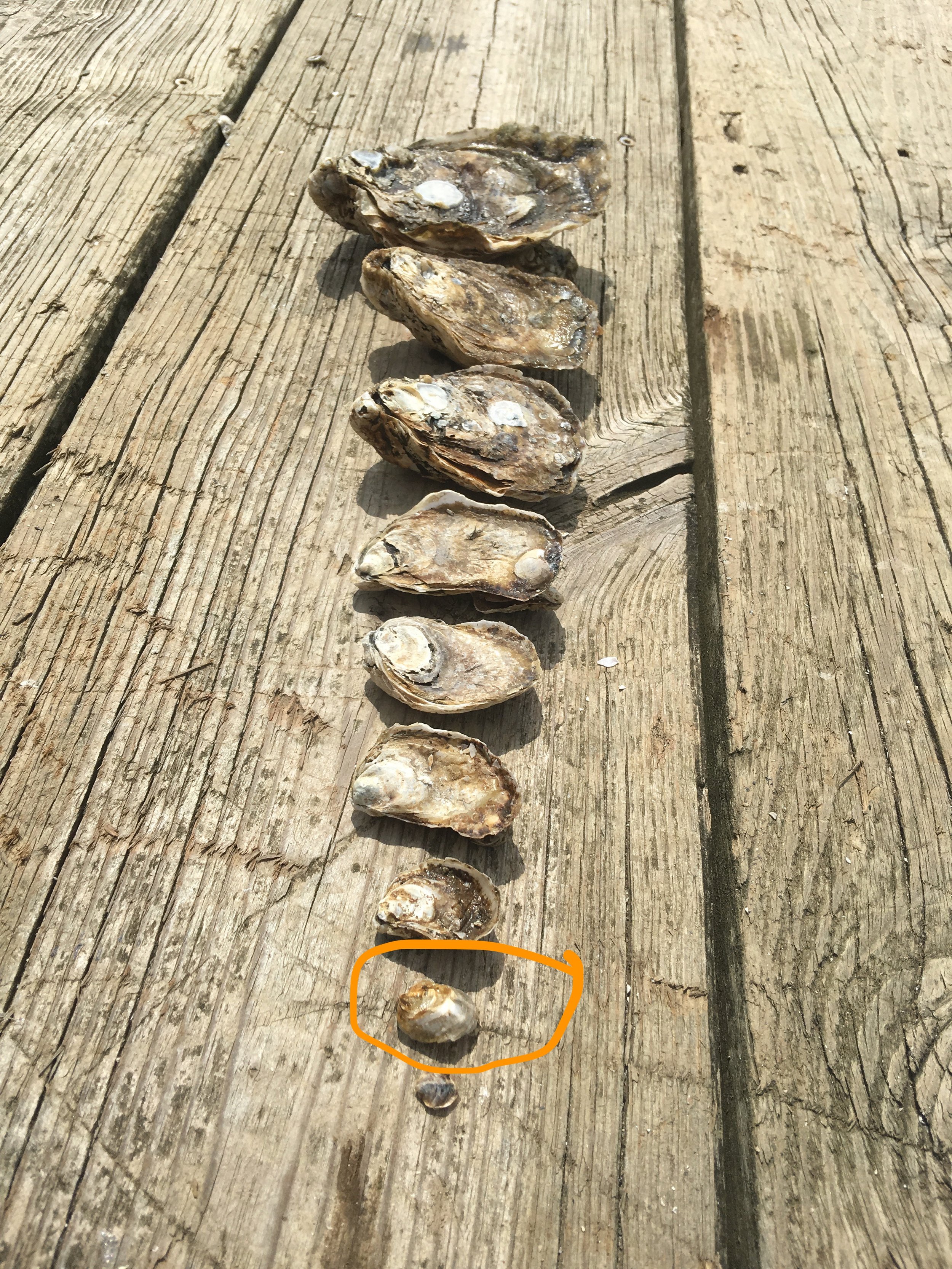 1:2inch oyster.jpeg
