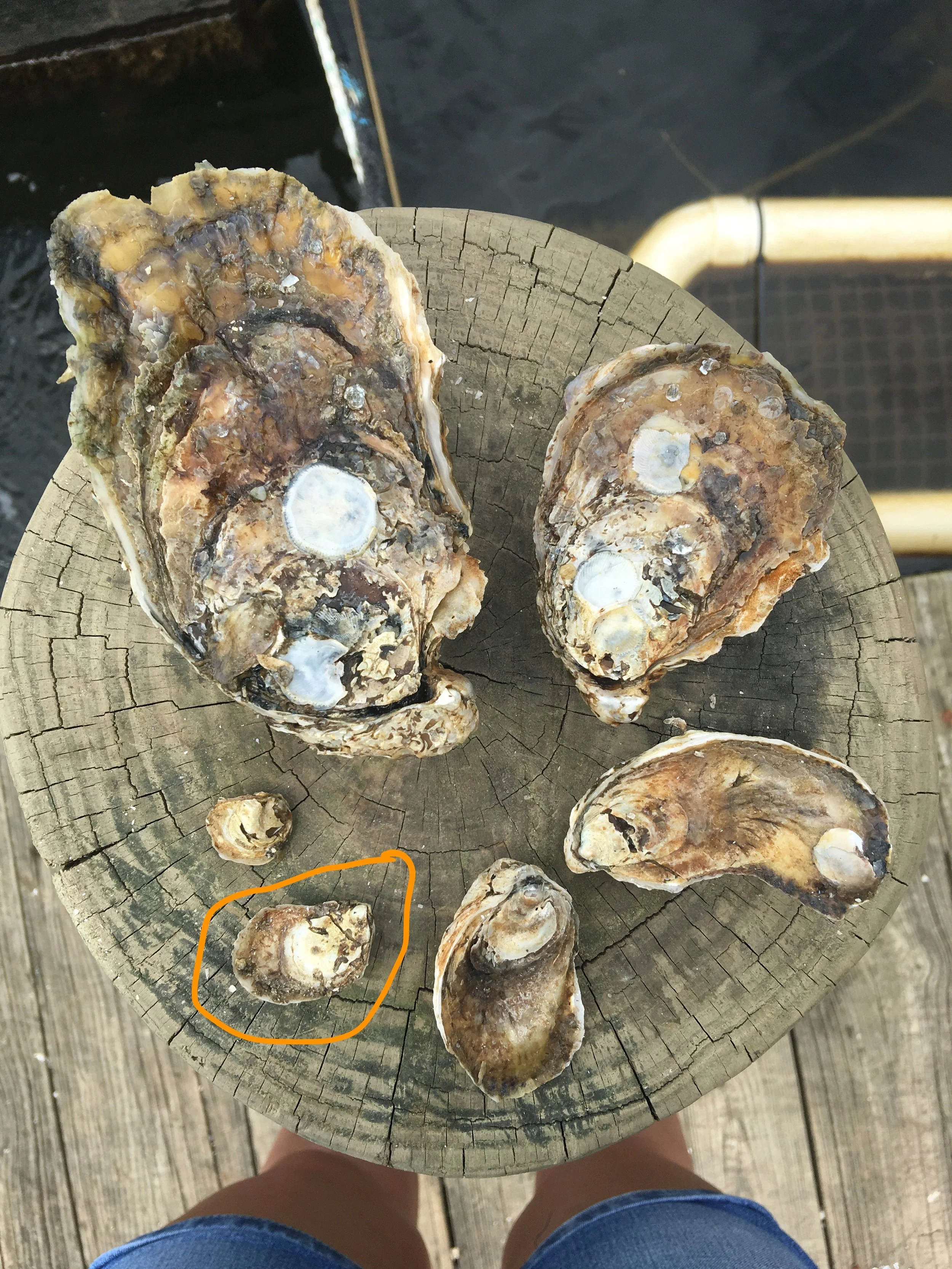 1%22 oyster photo.jpeg