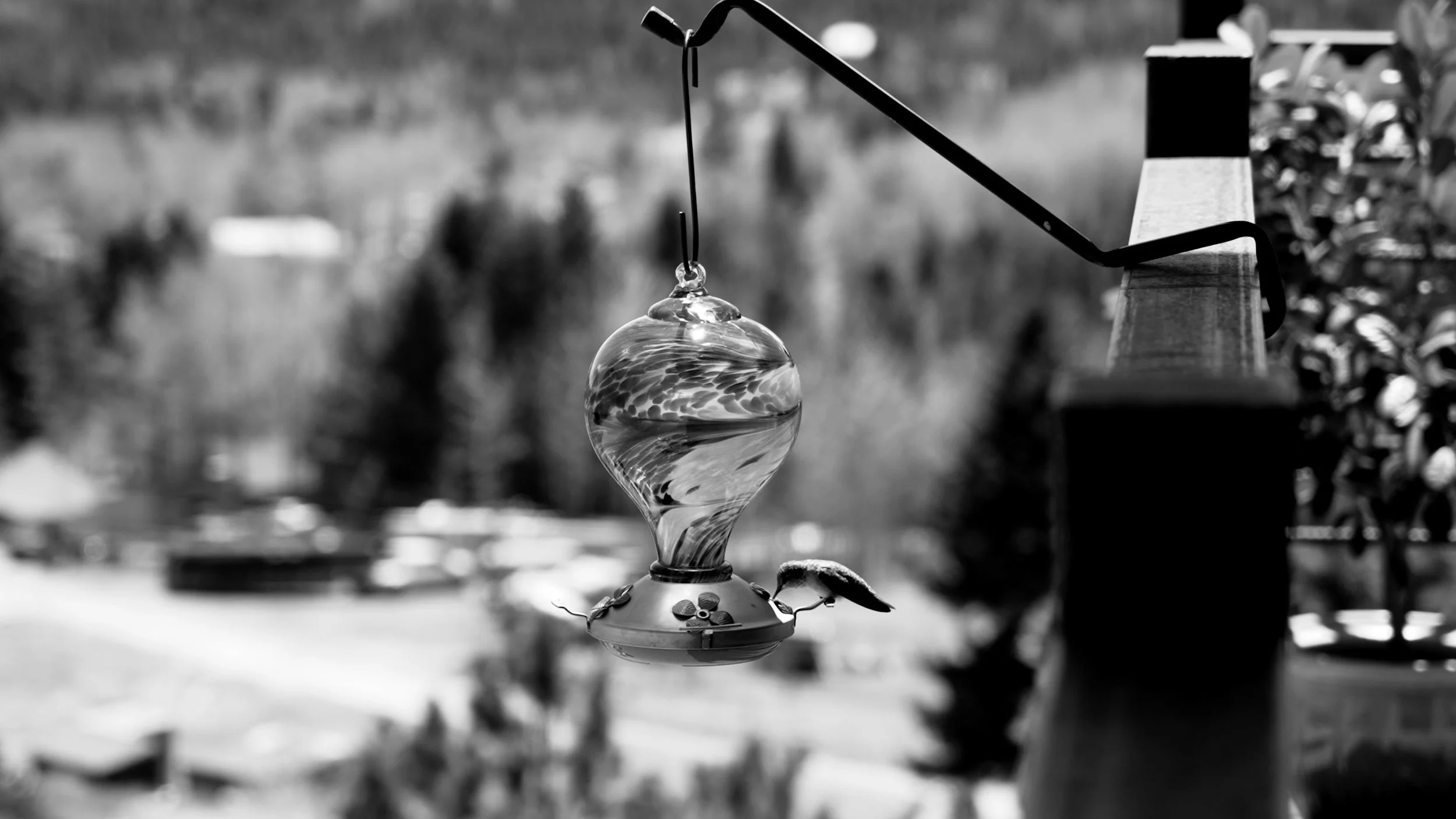 hummingbird.jpg
