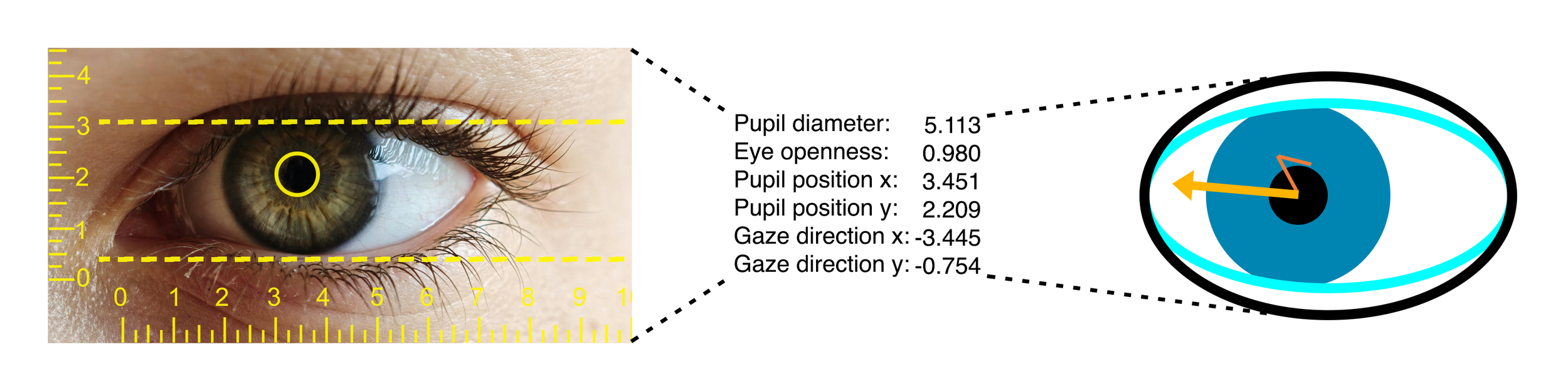 The figure shows the experimental pipeline, starting from a close-up eye image with overlaid measurements, followed by extracted numerical eye-tracking parameters, and ending with a schematic representation indicating gaze direction.