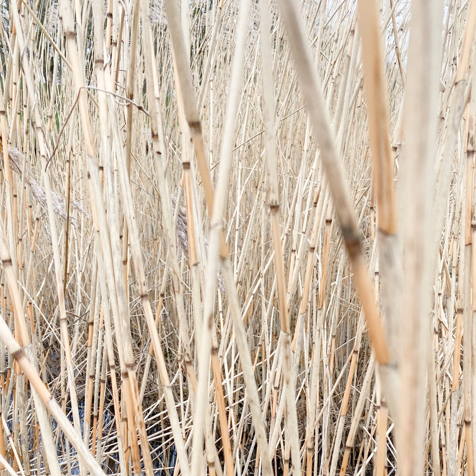 Reed farm [P0.2] — Studio Lotek - Material Research + Spatial Design