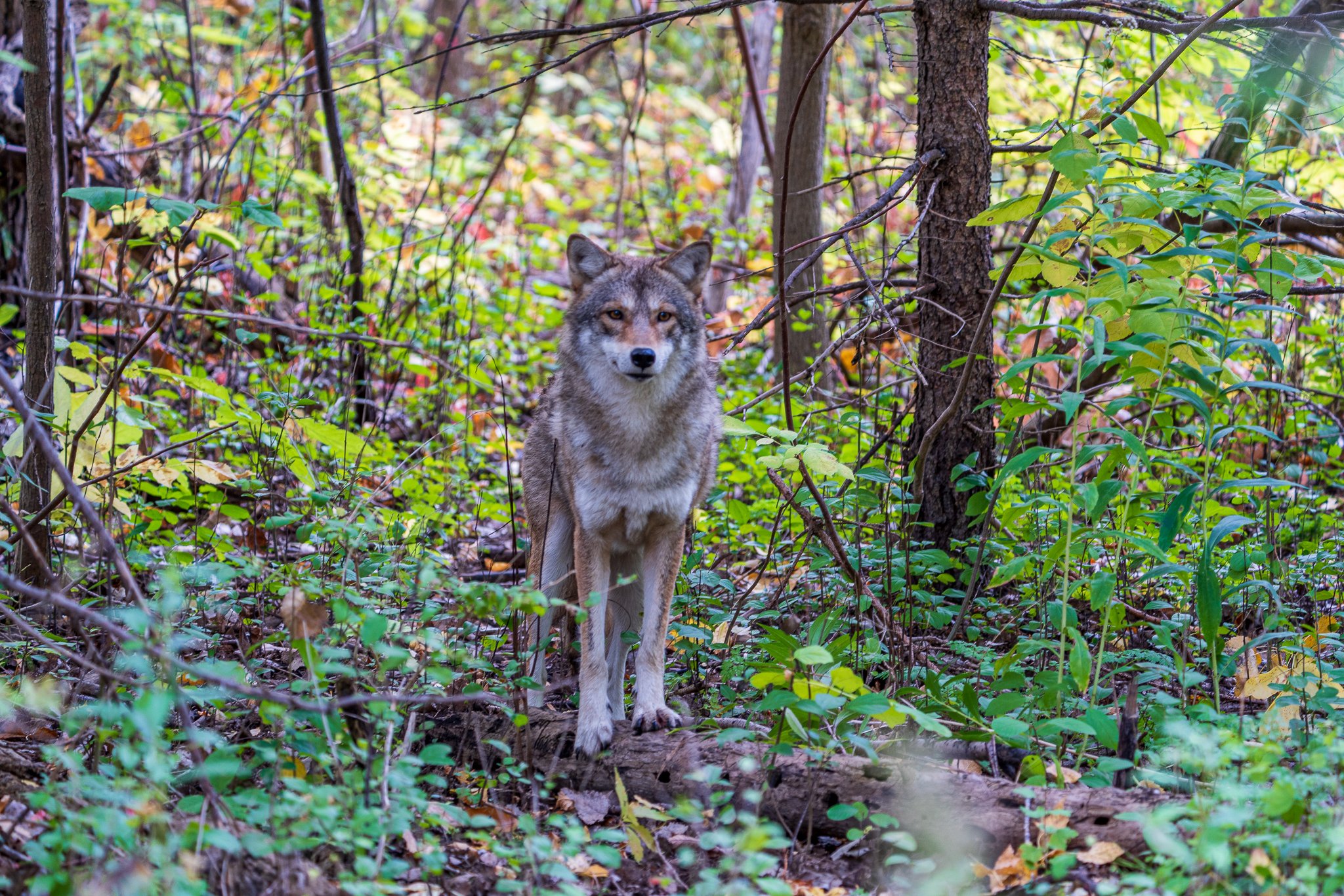 Coyote, parc nature Pointe-aux-Prairies