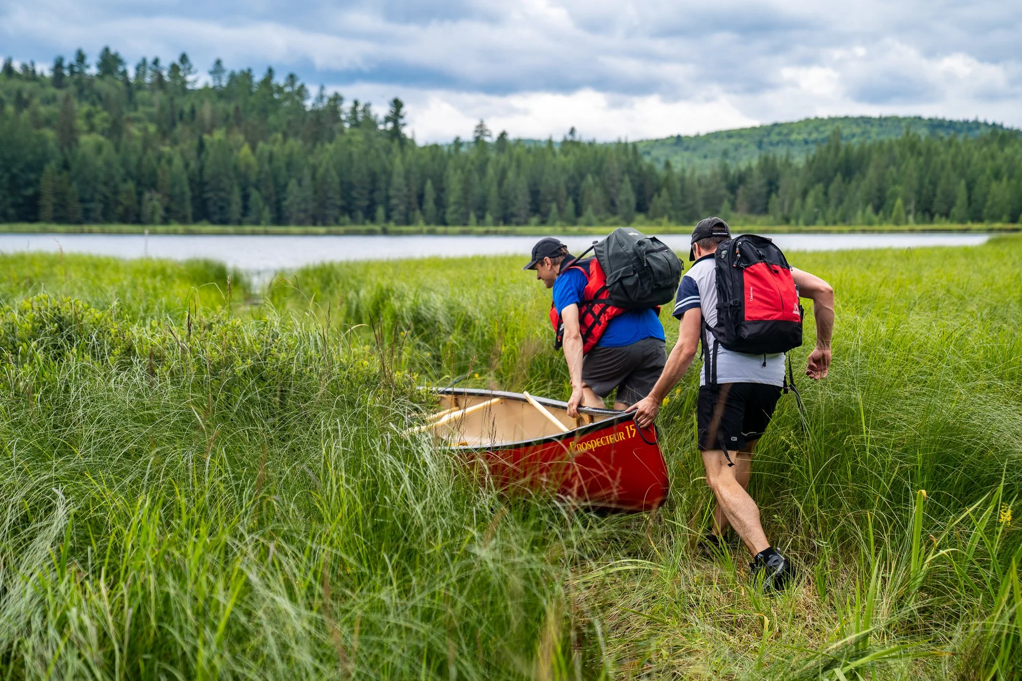 Allard transport dans les joncs.jpg