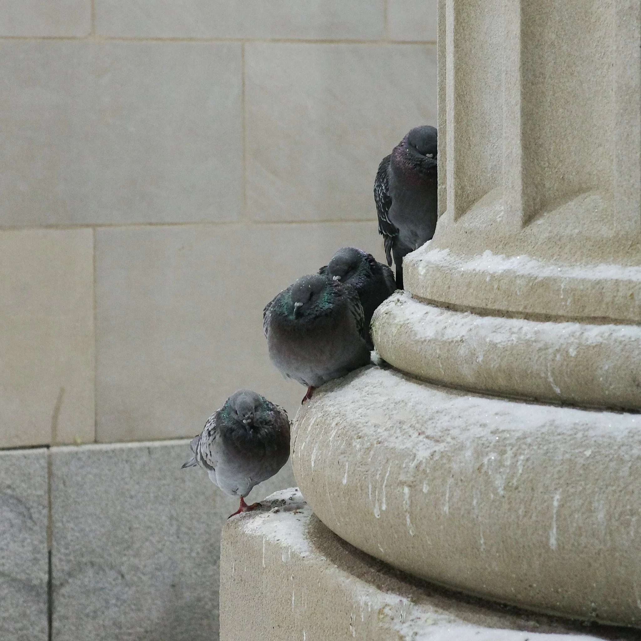 Monday January 5: Pink Butter Chicken